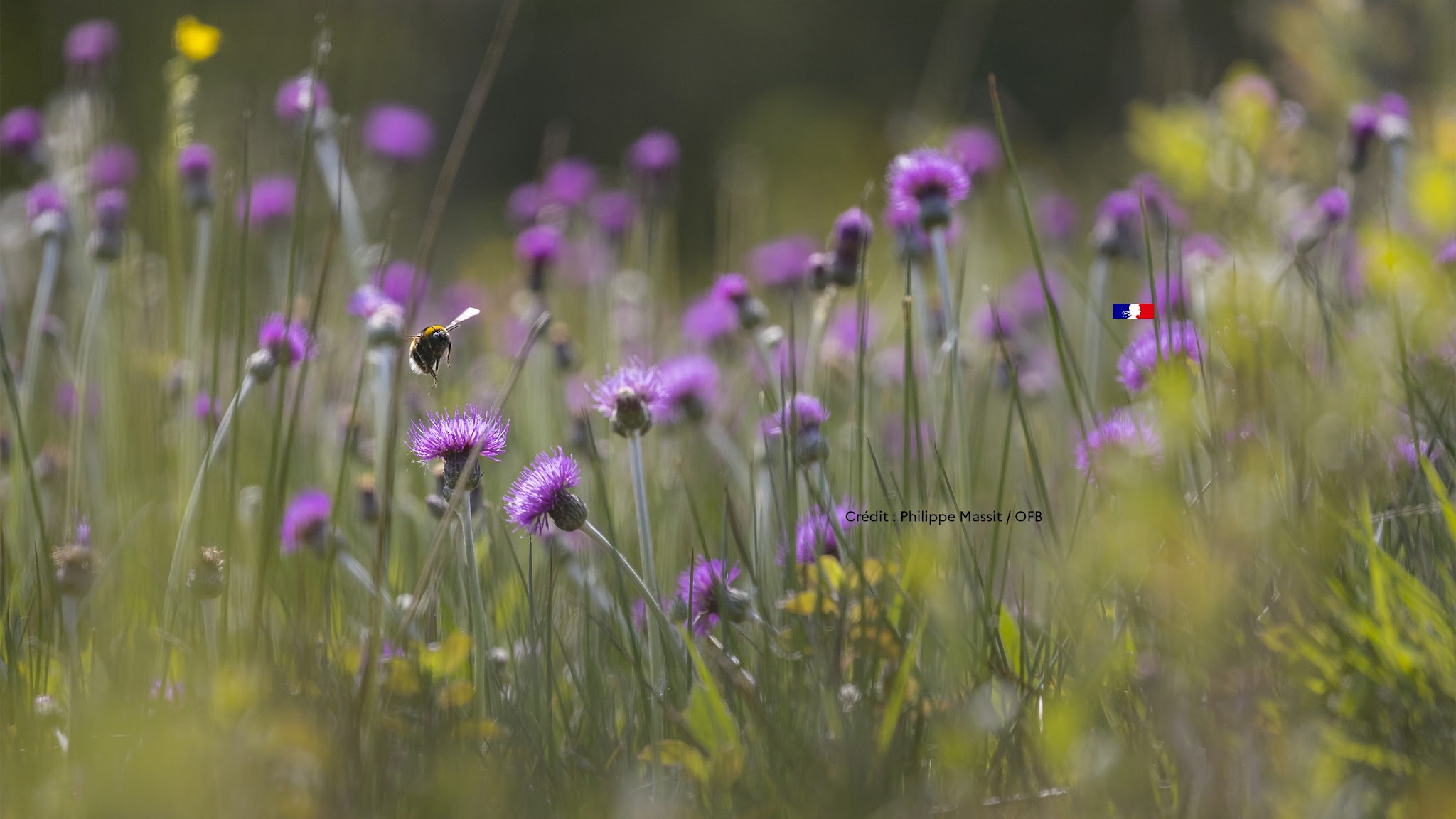 Office français de la biodiversité YouTube banner