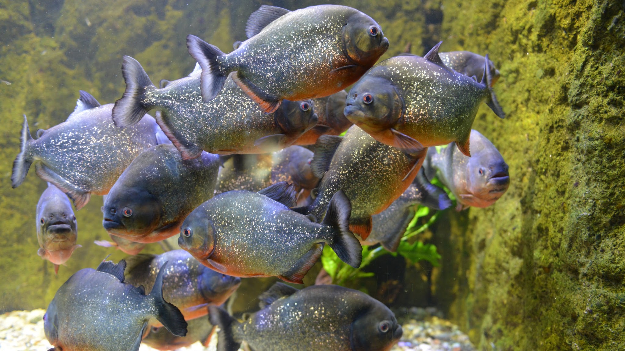 Aquarium-Muséum de Liège YouTube banner