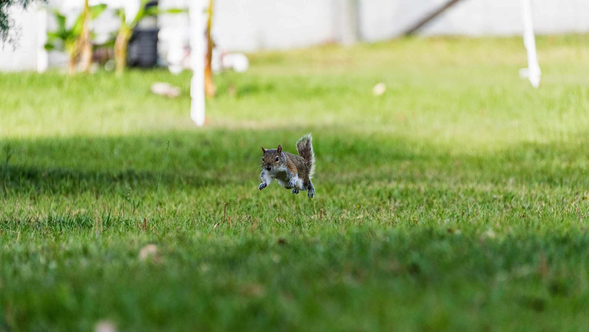 Seymour the Squirrel YouTube banner