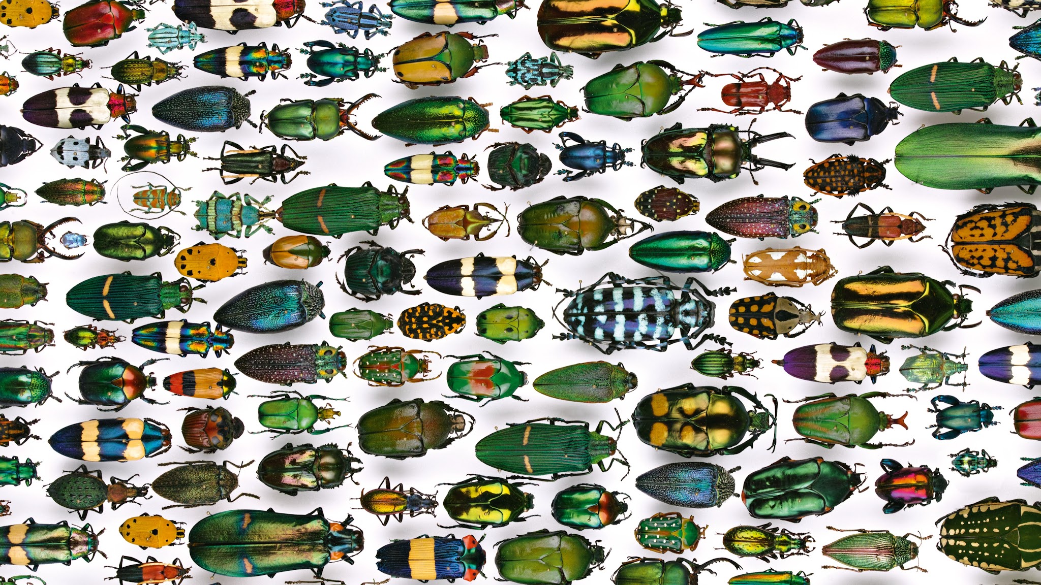 Naturkundemuseum Karlsruhe YouTube banner