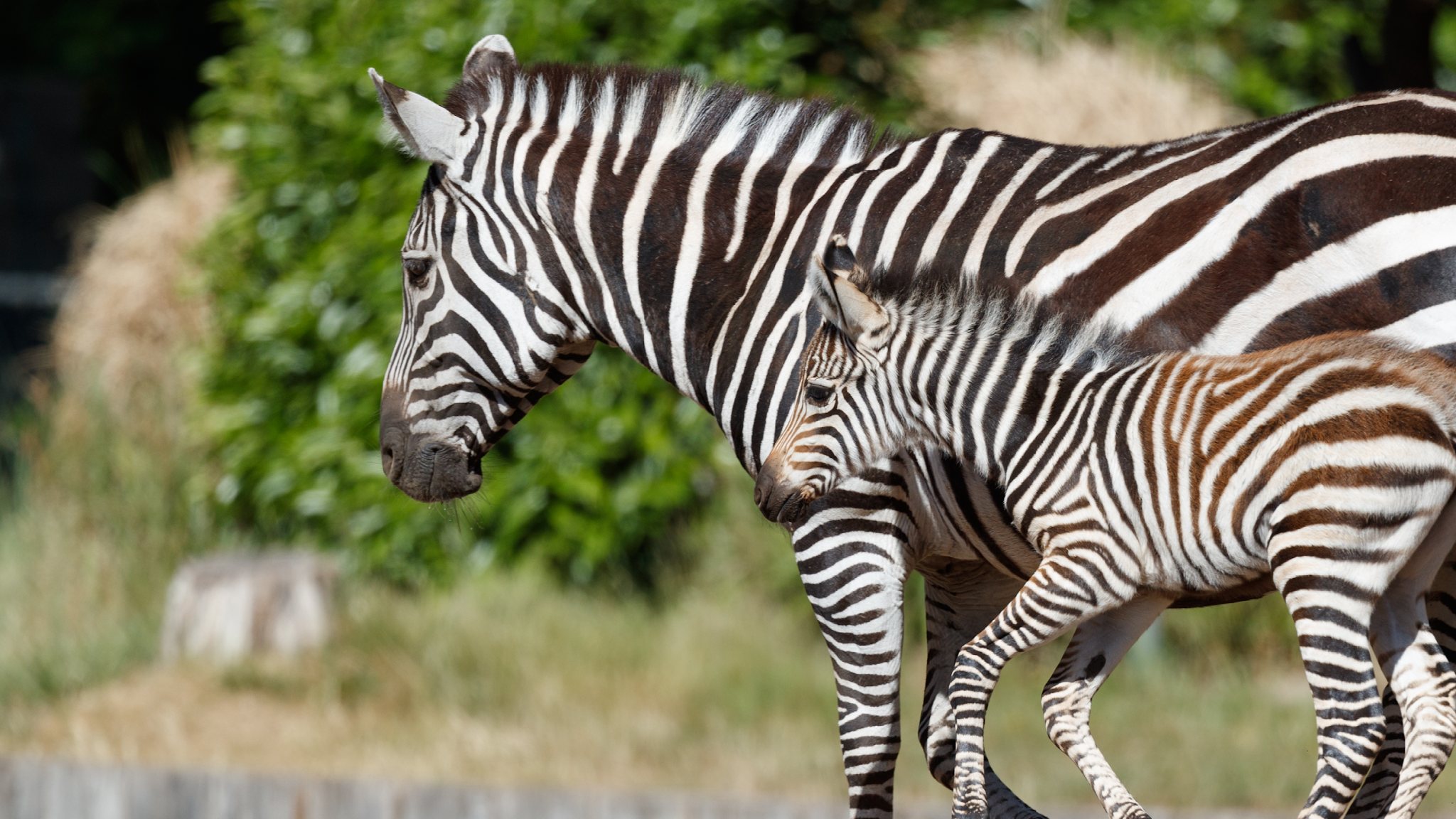 Copenhagen ZOO YouTube banner