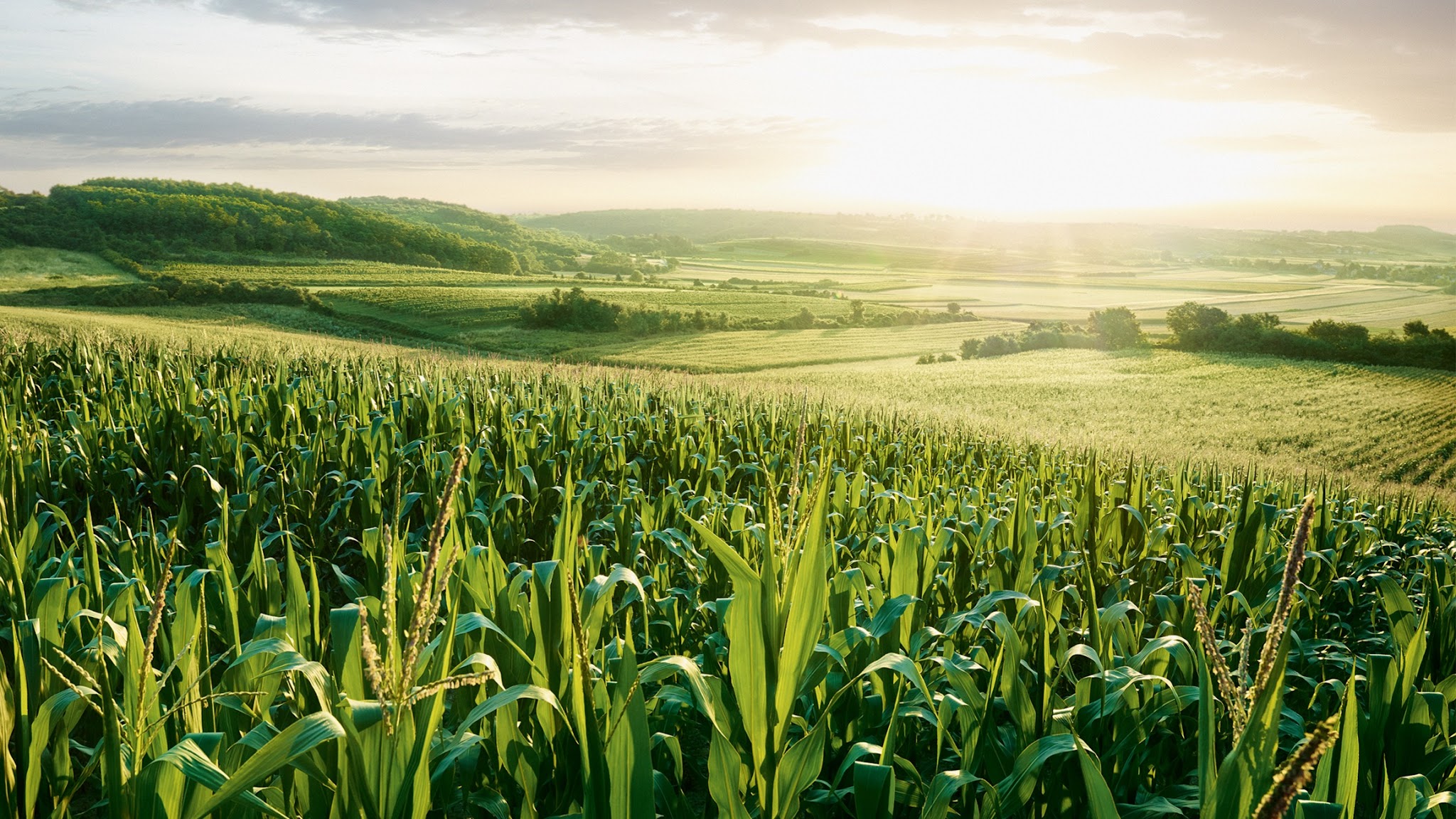 Kwizda Agro YouTube banner