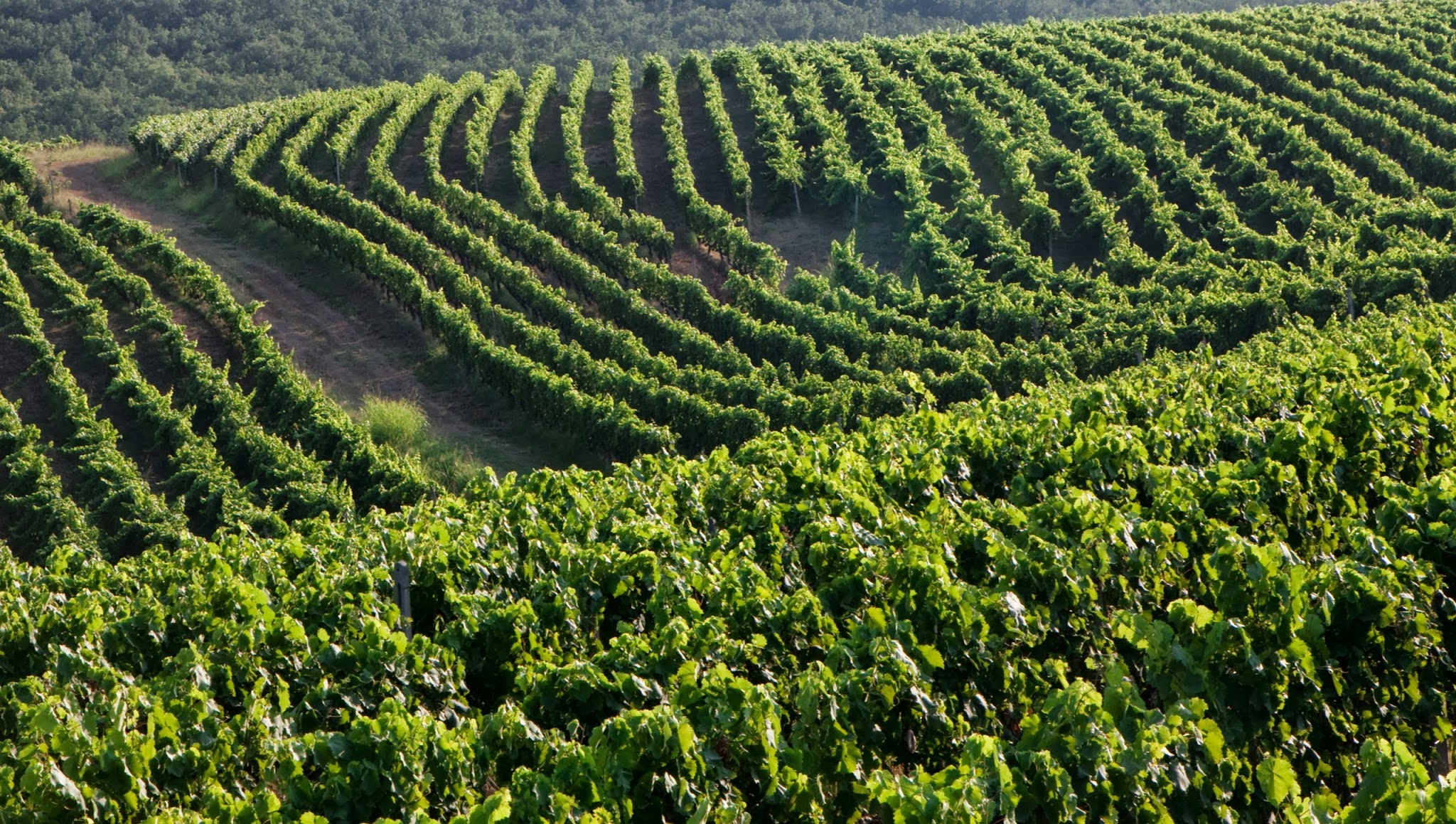 Wines of Greece YouTube banner