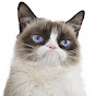 Real Grumpy Cat YouTube channel avatar 