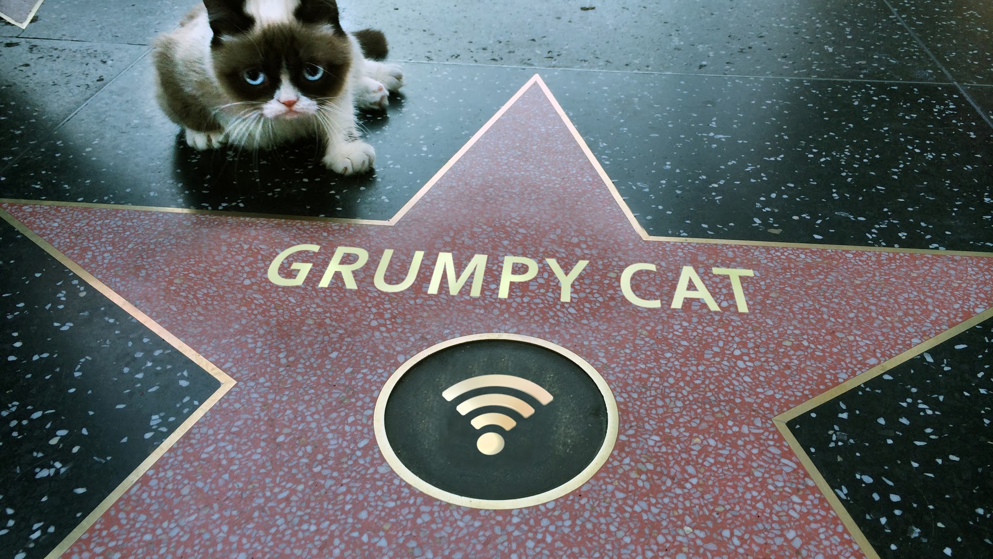 Real Grumpy Cat YouTube banner