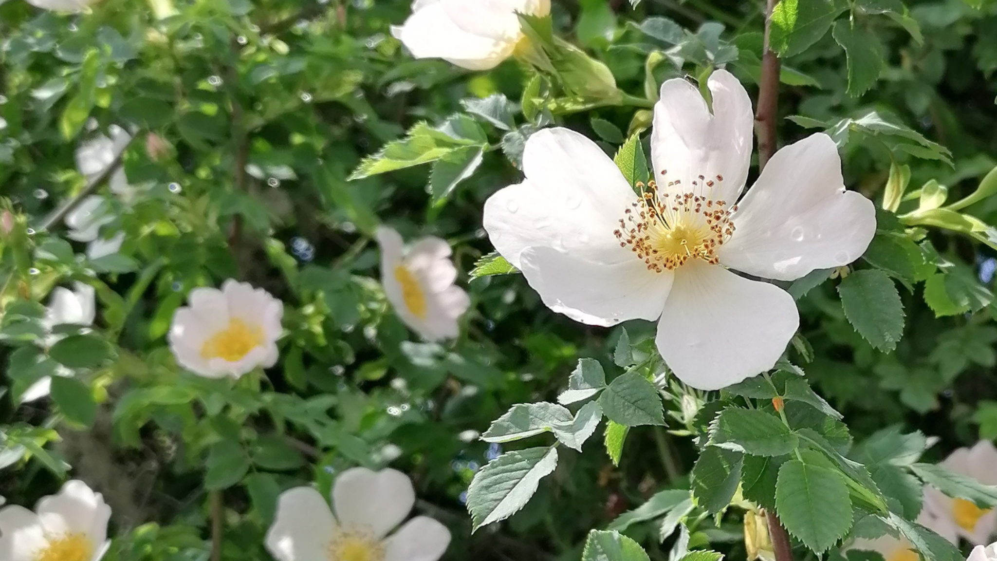 Abteilung Naturschutz - Land OÖ YouTube banner