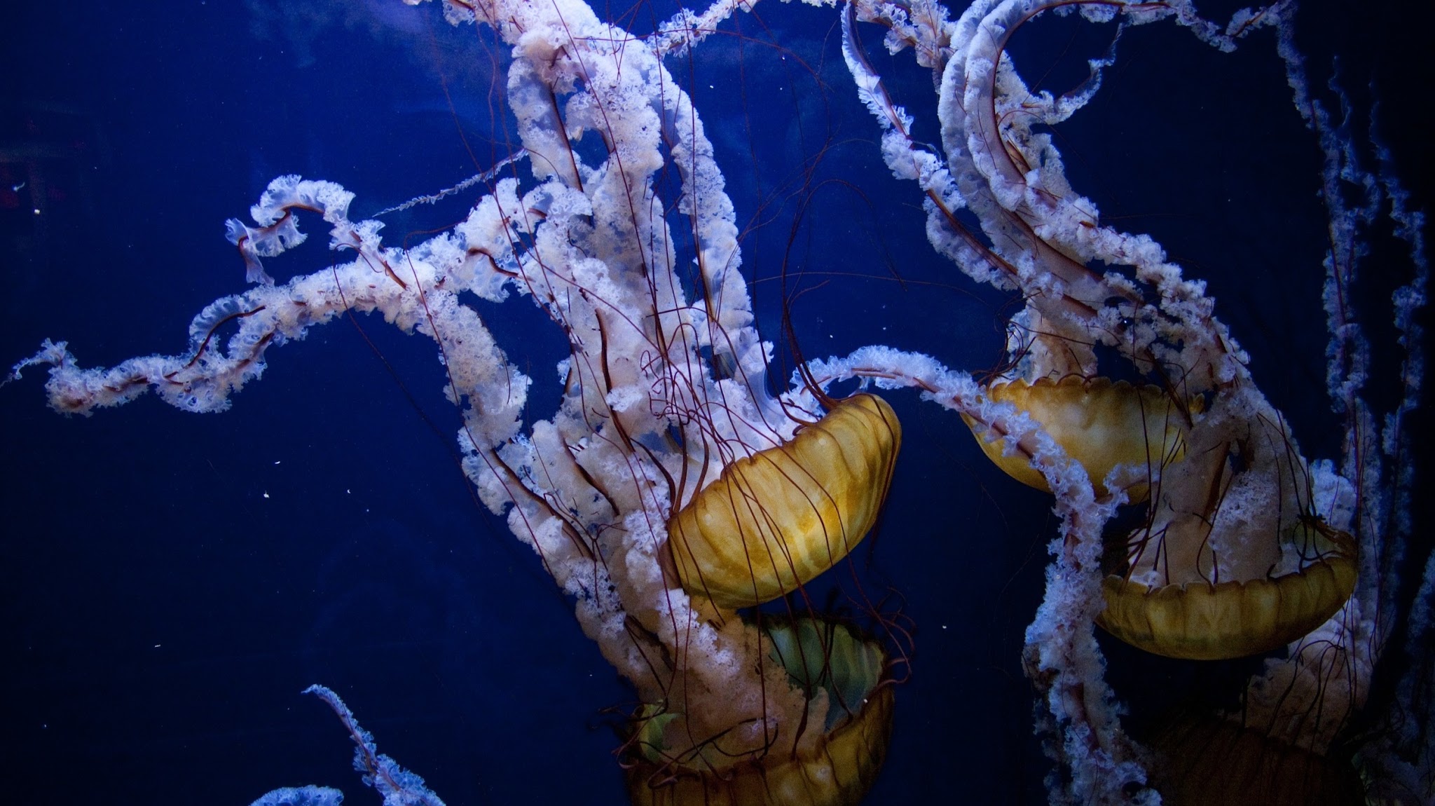 L'Aquarium de Paris YouTube banner