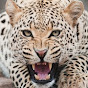 Life Of Big Cat YouTube channel avatar 