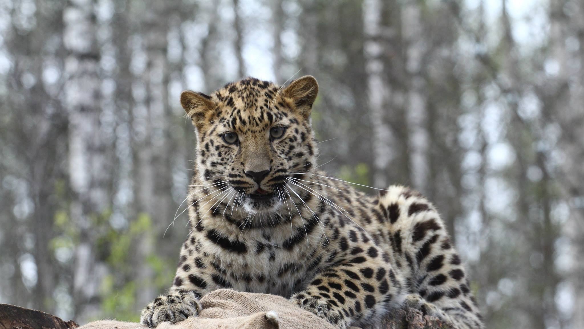Tallinn Zoological Gardens YouTube banner