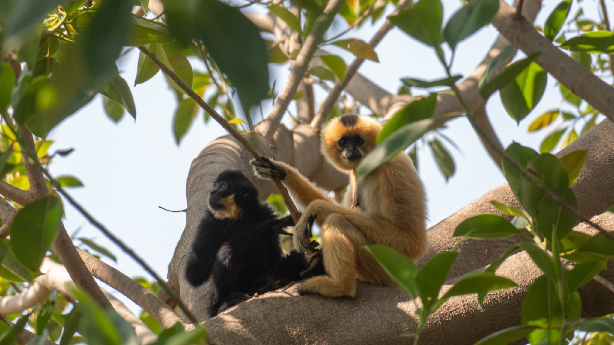 BIOPARC Fuengirola YouTube banner