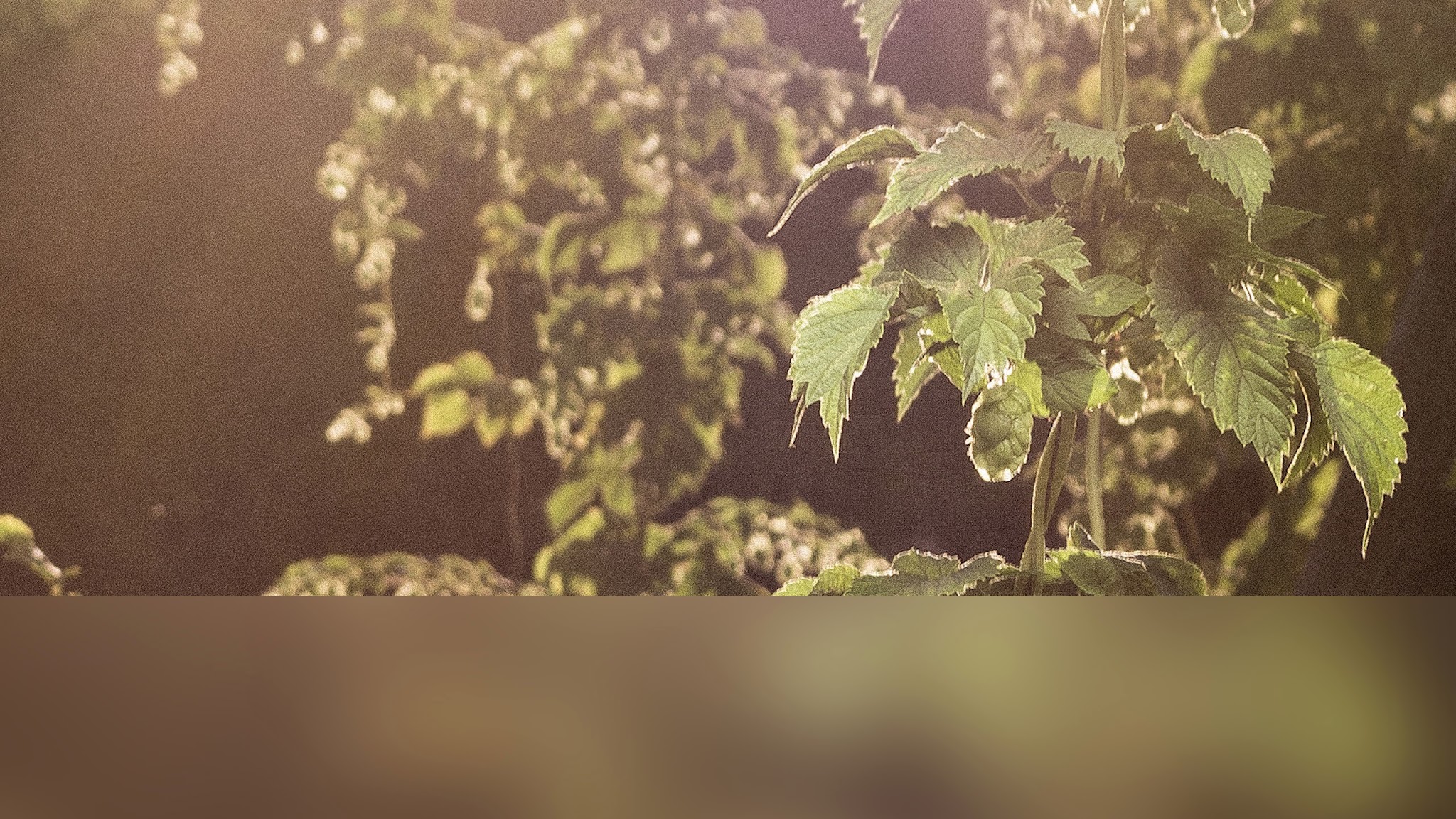 TrumerPrivatbrauerei YouTube banner