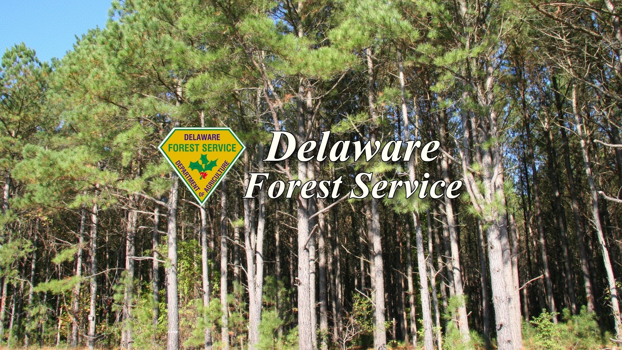 DelawareForests YouTube banner