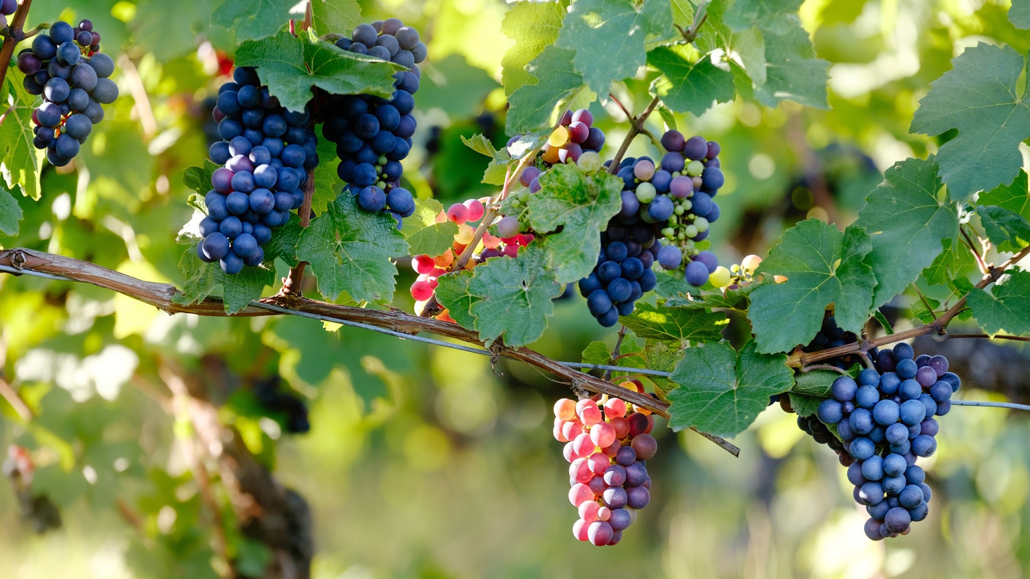 Vignobles d'Occitanie YouTube banner