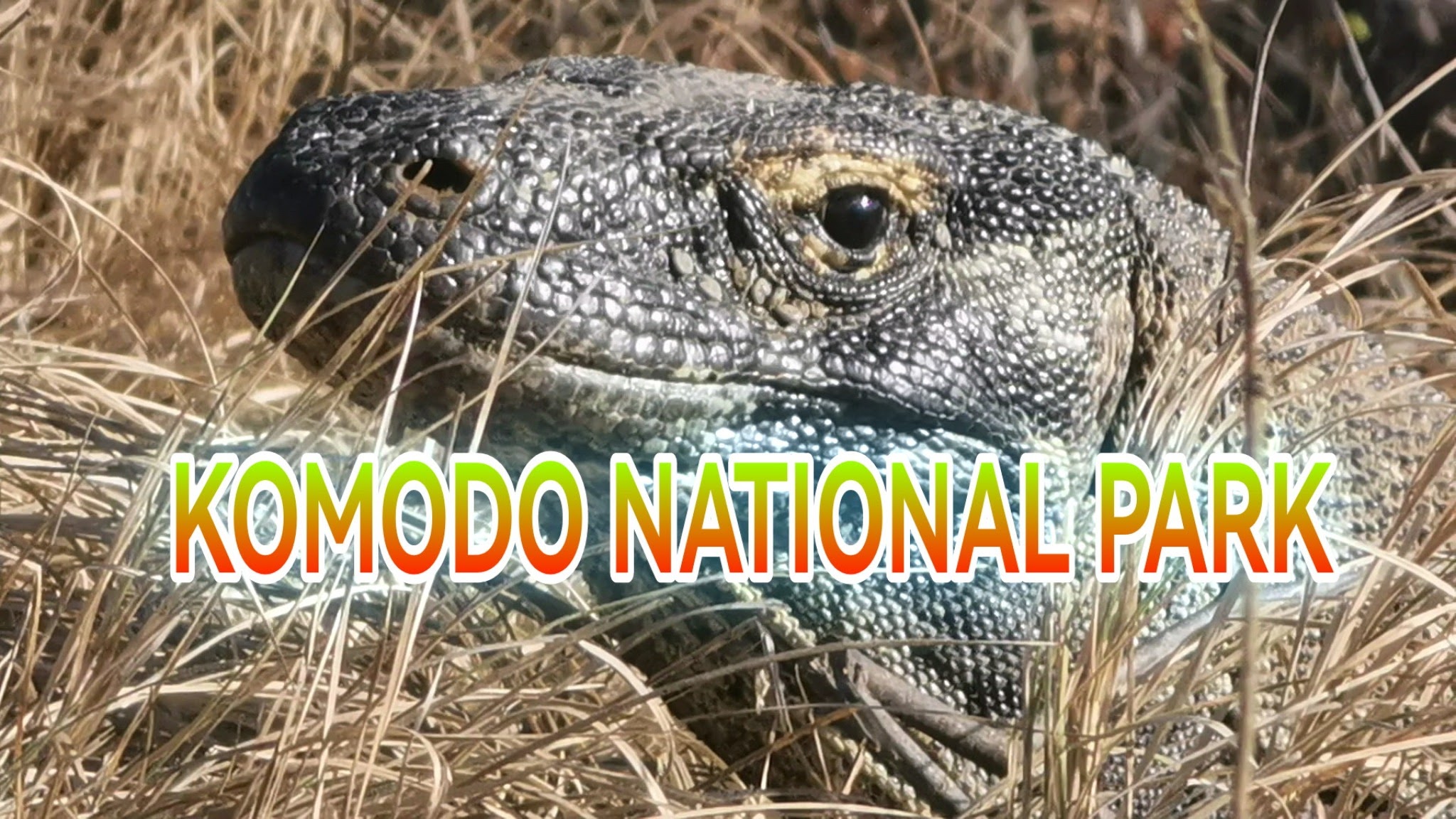 KOMODO NATIONAL PARK YouTube banner