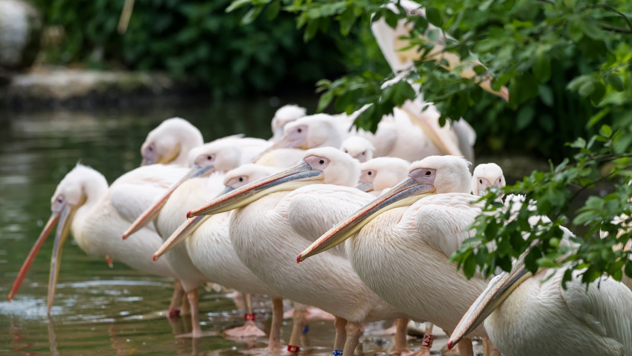 Zoo Basel YouTube banner