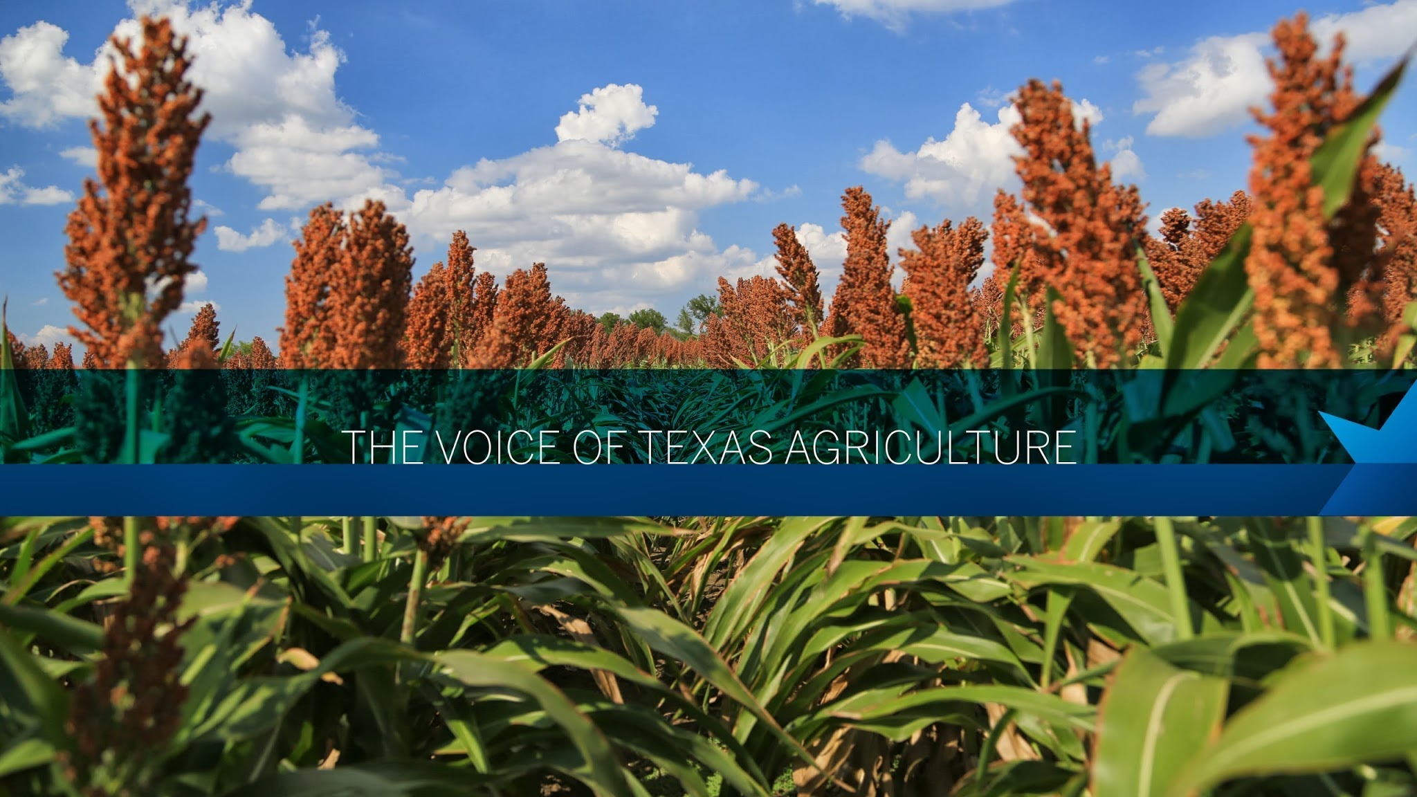 texasfarmbureau YouTube banner