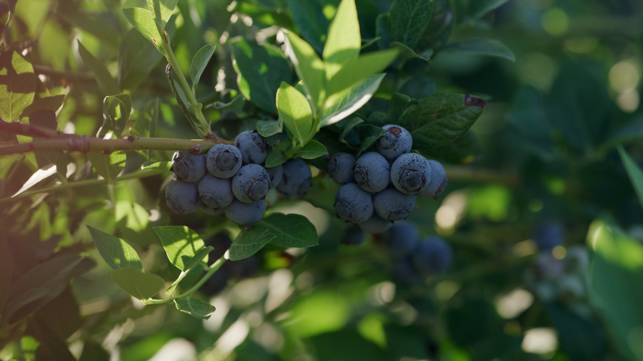 California Blueberries YouTube banner
