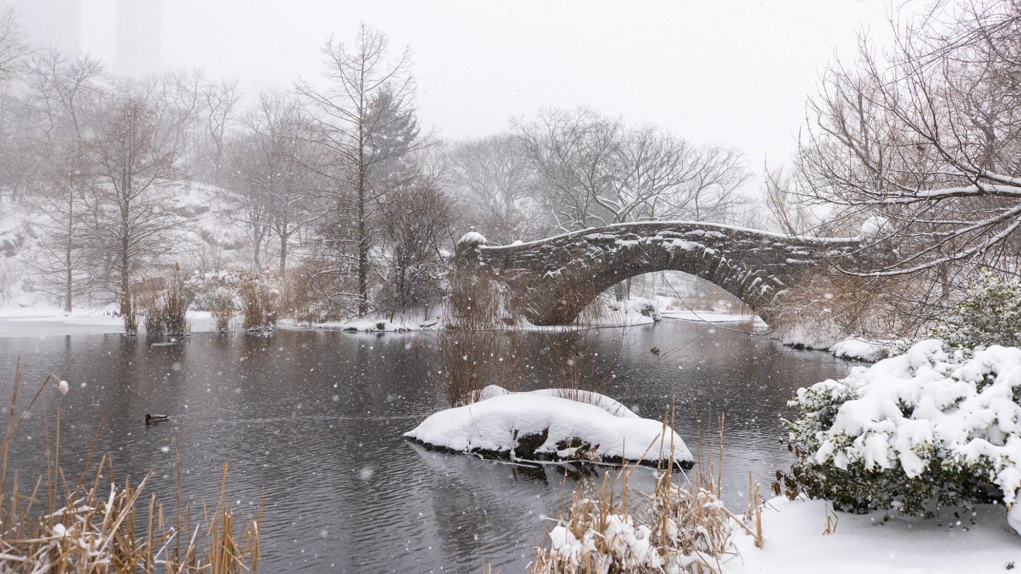 Central Park Conservancy YouTube banner