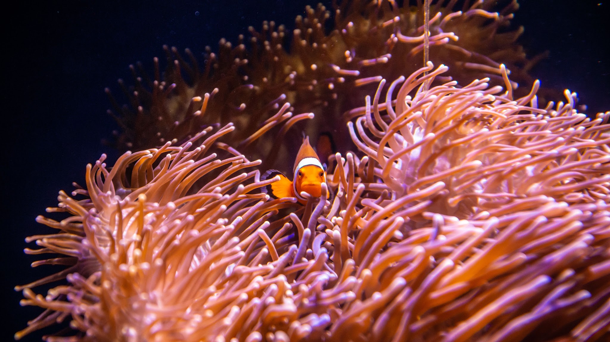 SEA LIFE Sydney Aquarium YouTube banner