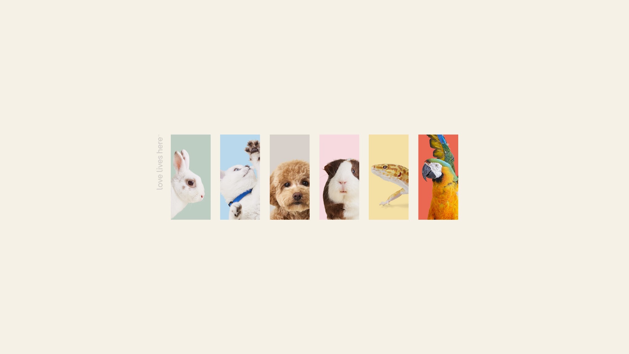 Pet Valu YouTube banner