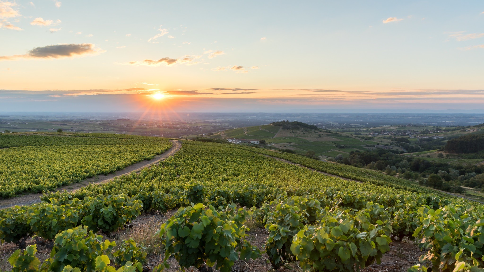 Vins du Beaujolais YouTube banner