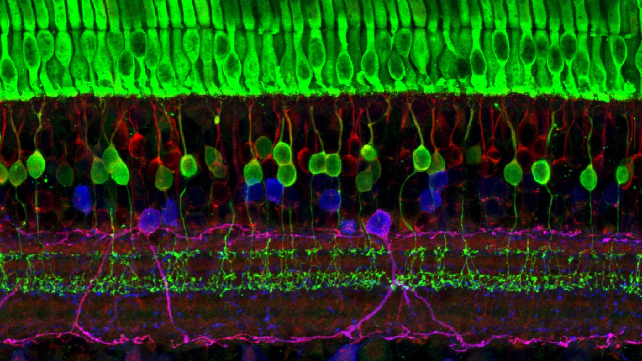 National Institutes of Health (NIH) YouTube banner
