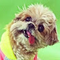 Marnie The Dog YouTube channel avatar 