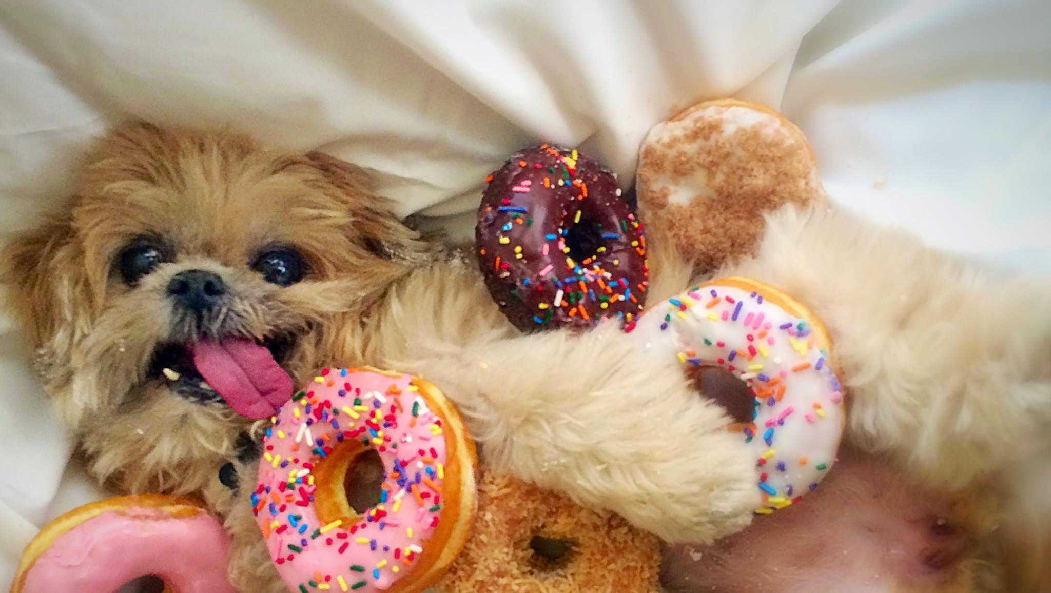 Marnie The Dog YouTube banner