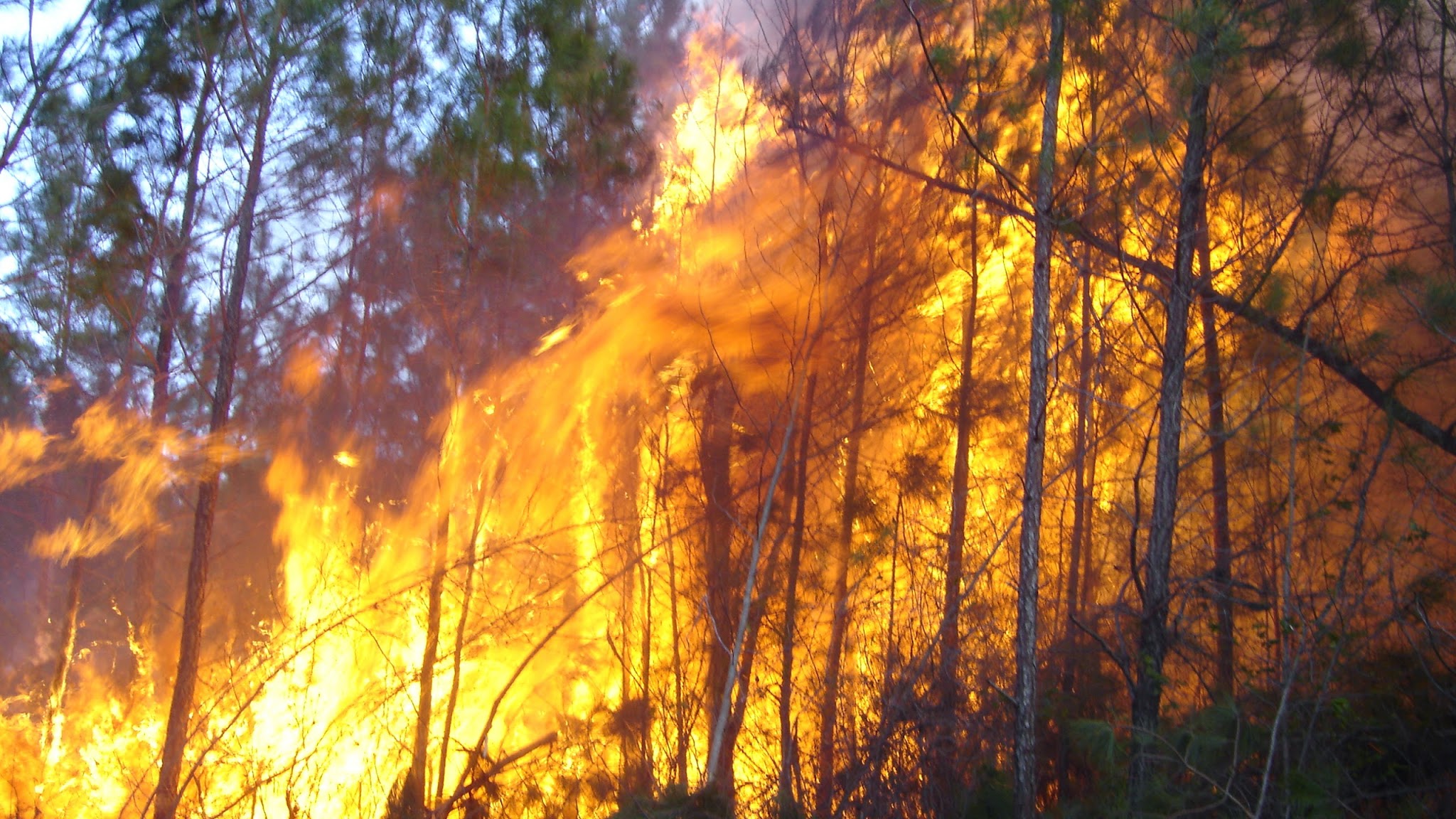 ncforestservice YouTube banner