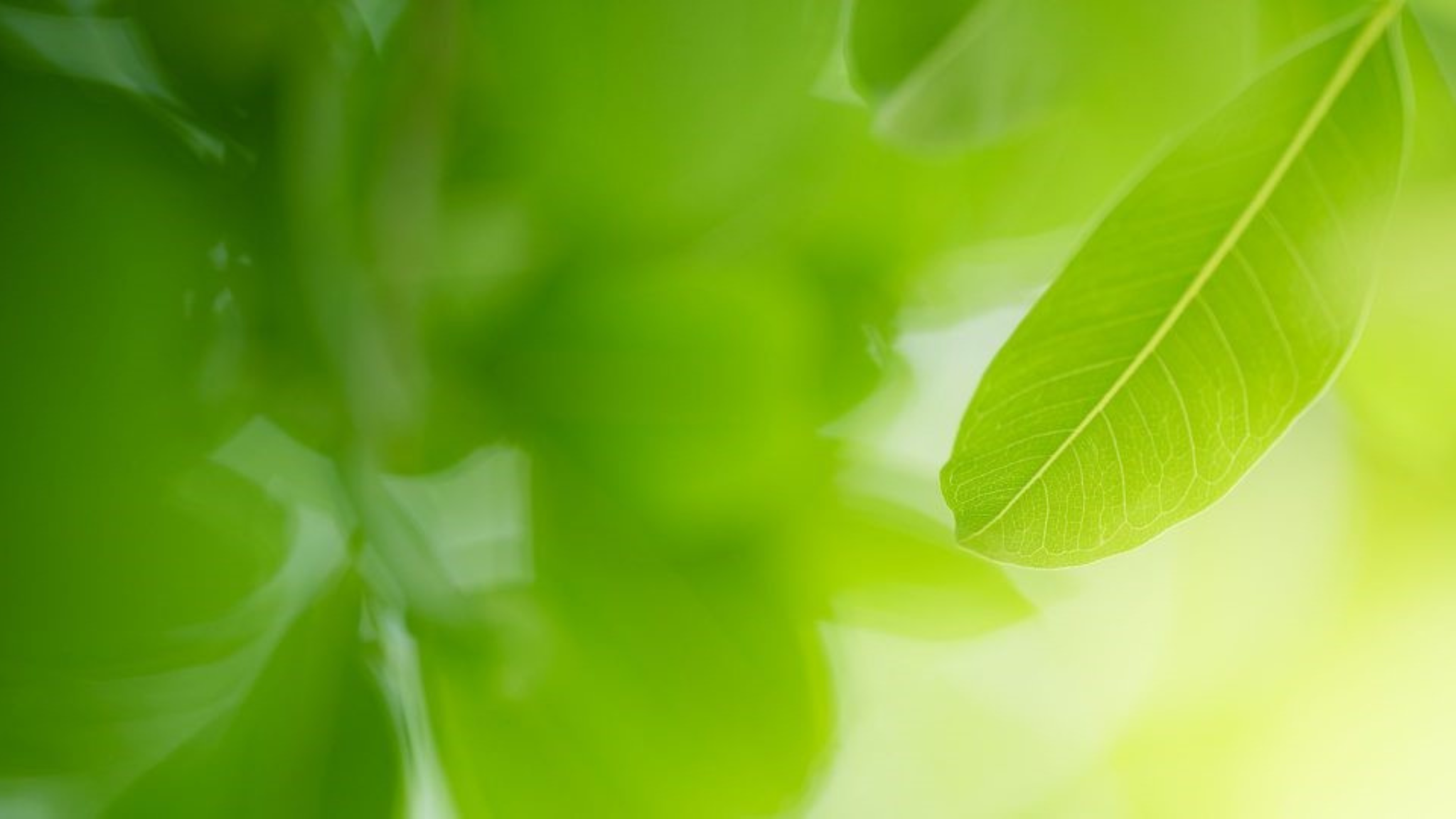 AöL e.V. YouTube banner