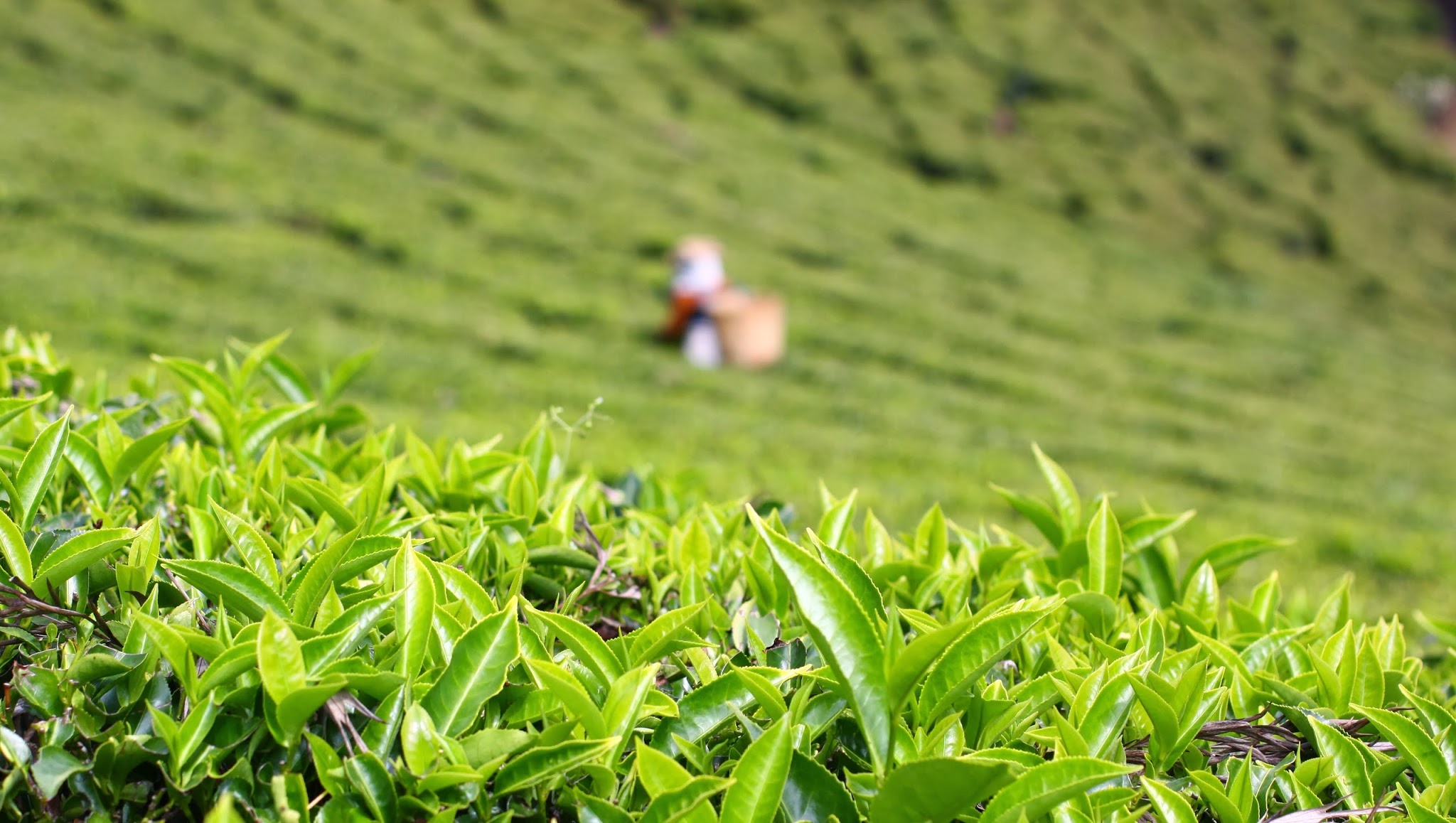 Harney and Sons Fine Teas YouTube banner
