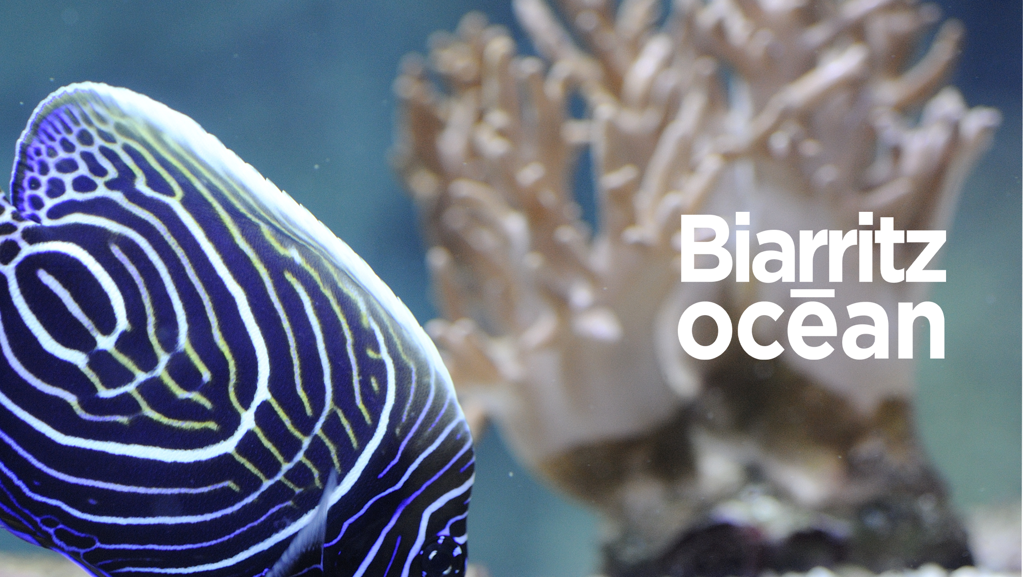 Aquarium de Biarritz YouTube banner