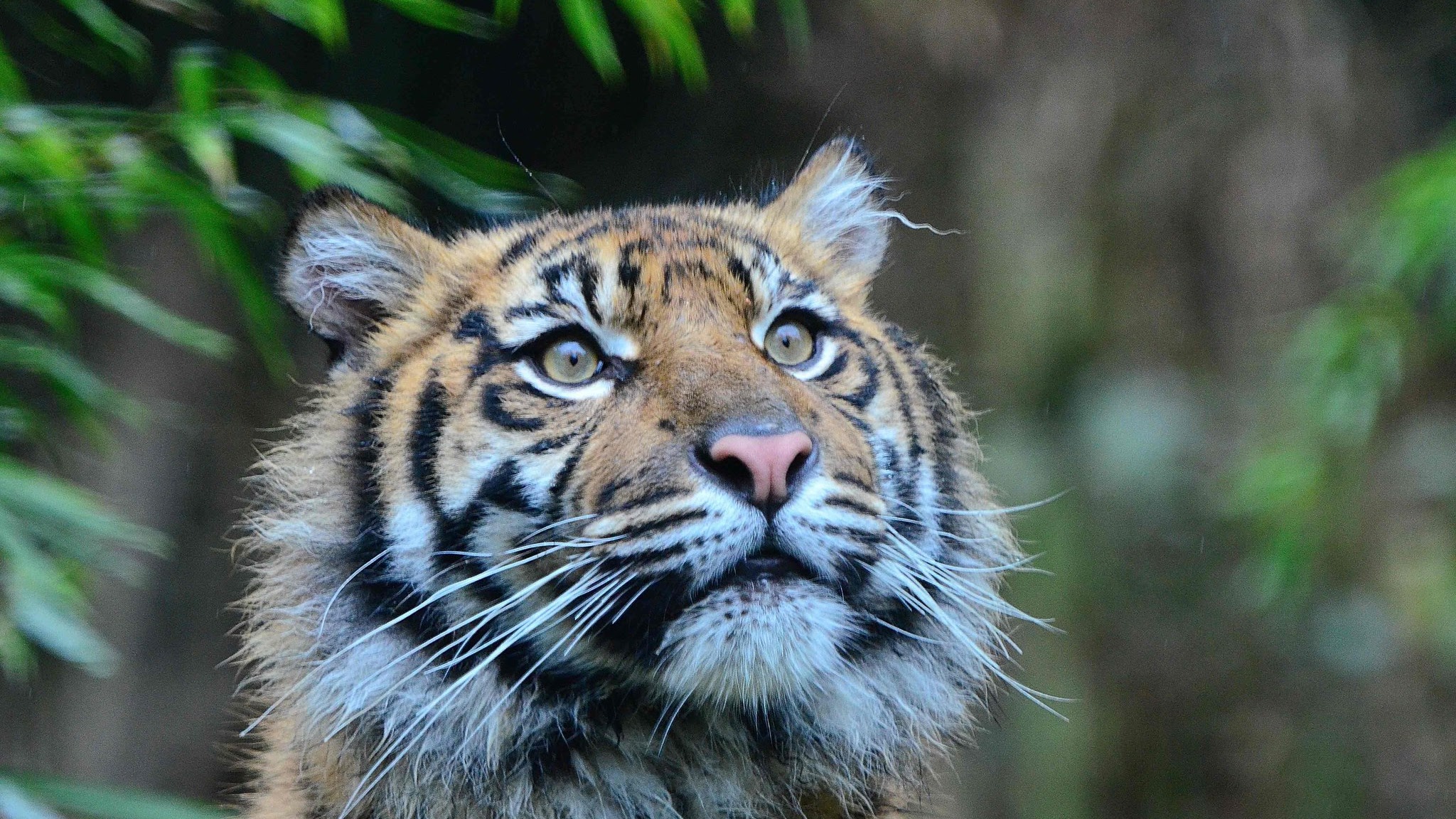 Zoo Heidelberg YouTube banner