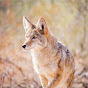 DesertMuseum logo