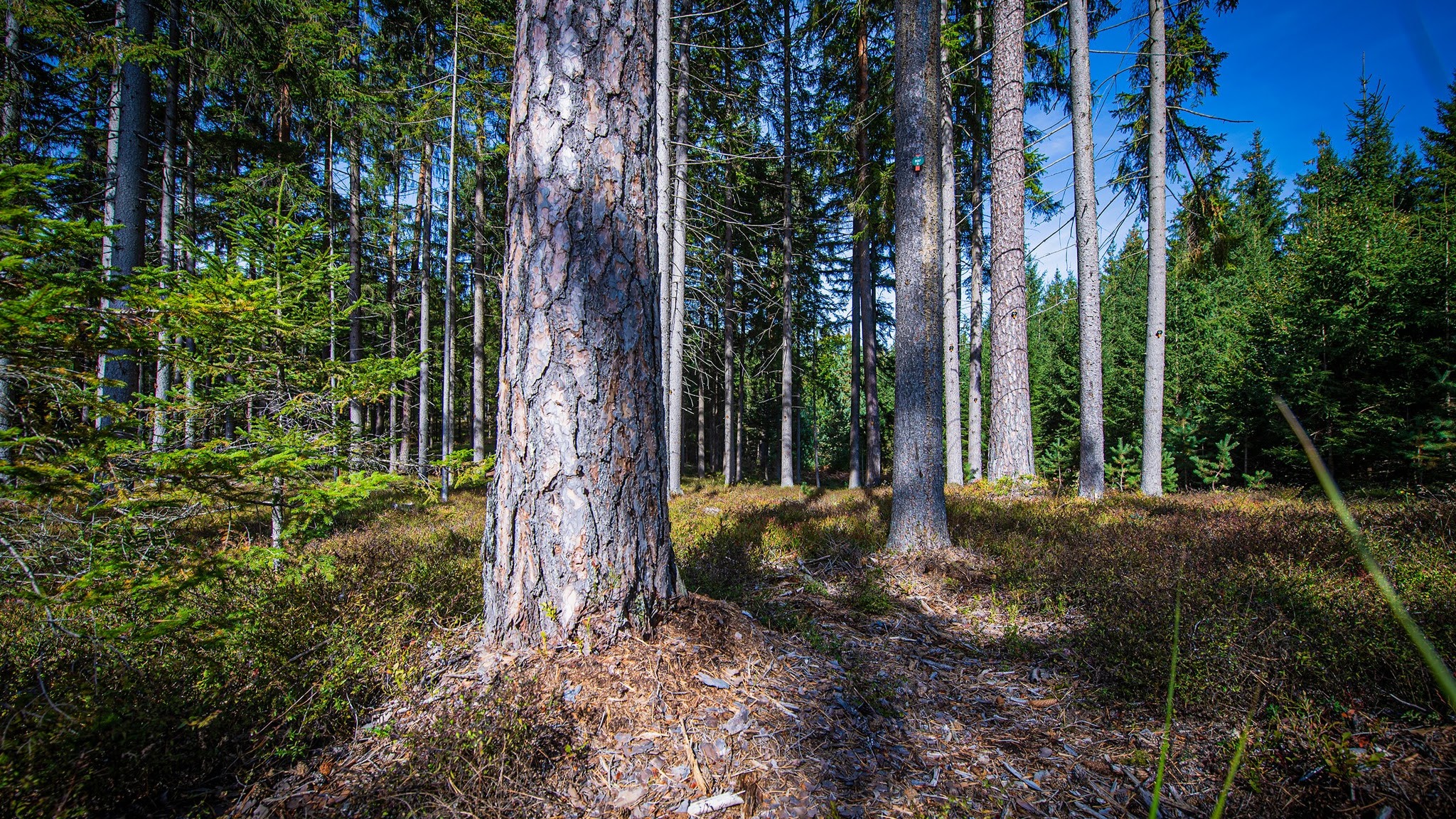 paxnatura Naturbestattung YouTube banner