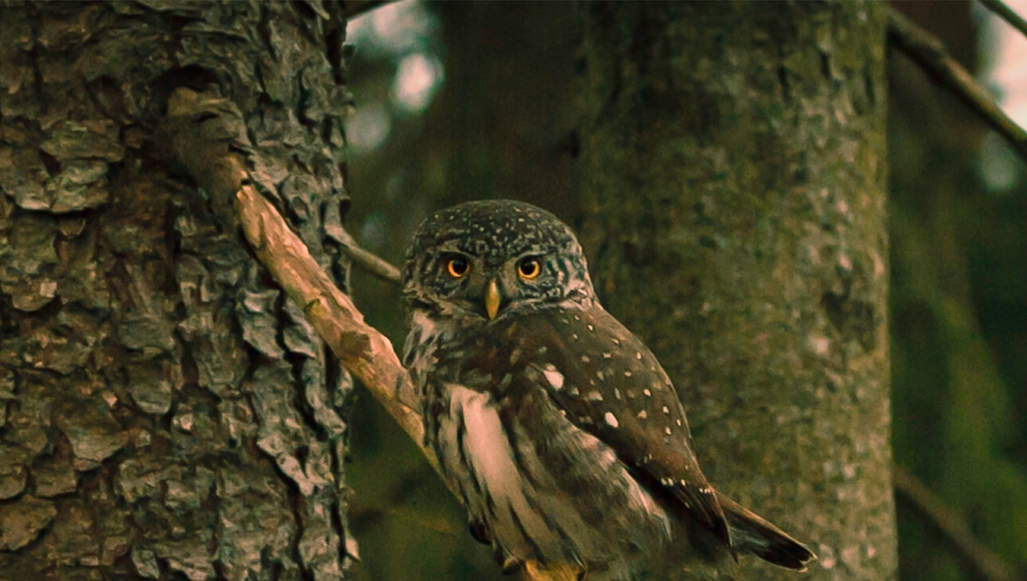 France Nature Environnement YouTube banner