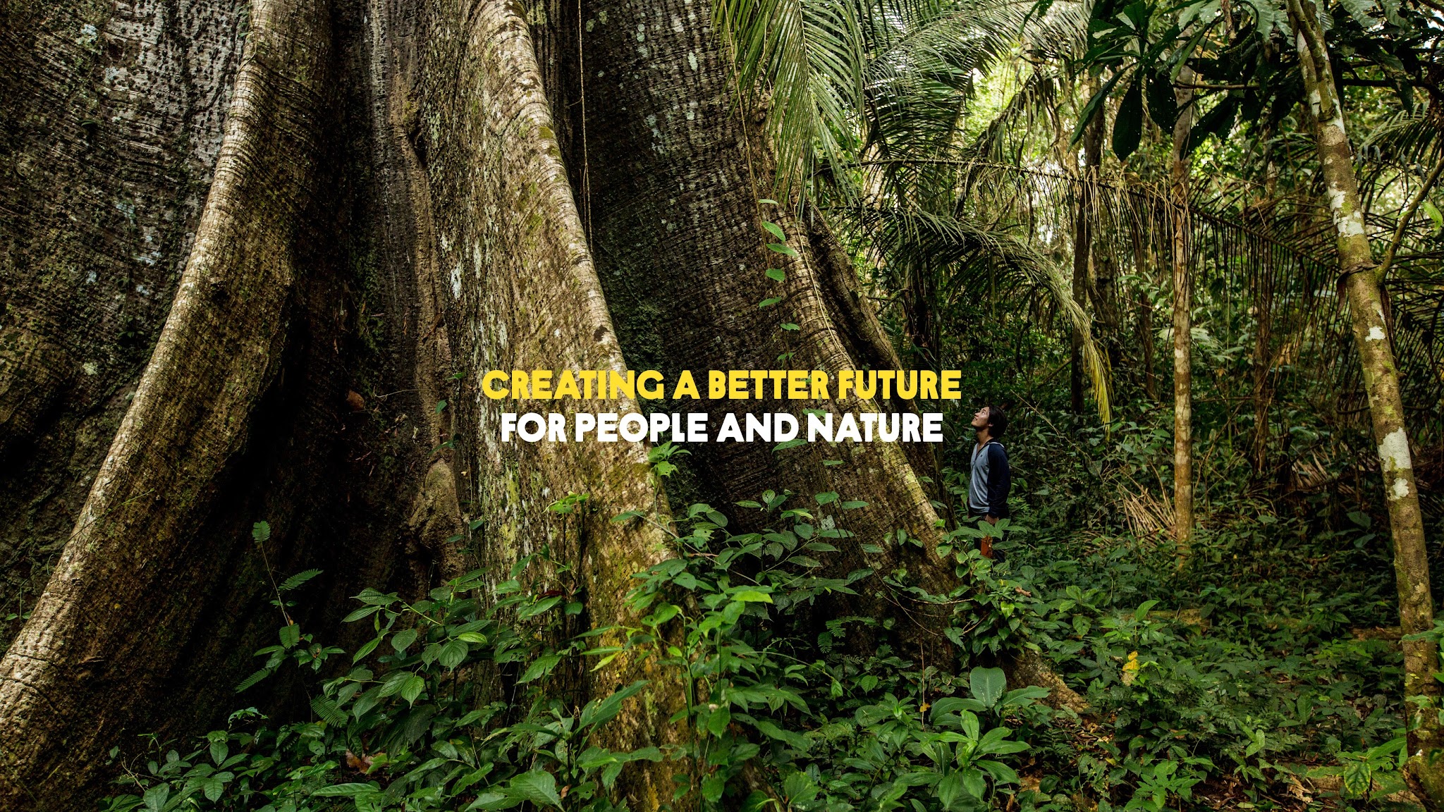 Rainforest Alliance YouTube banner