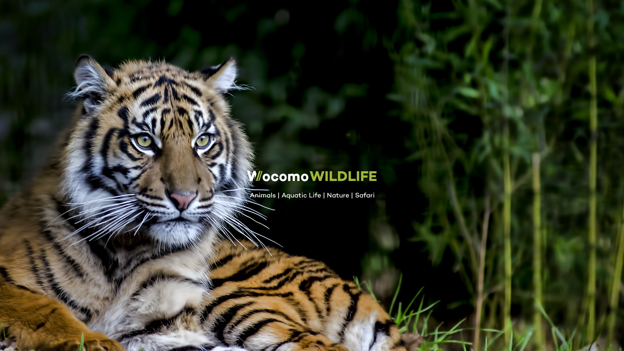 wocomoWILDLIFE YouTube banner