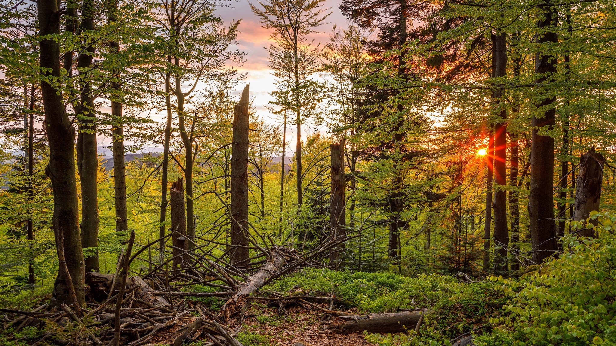 Nationalpark Bayerischer Wald YouTube banner