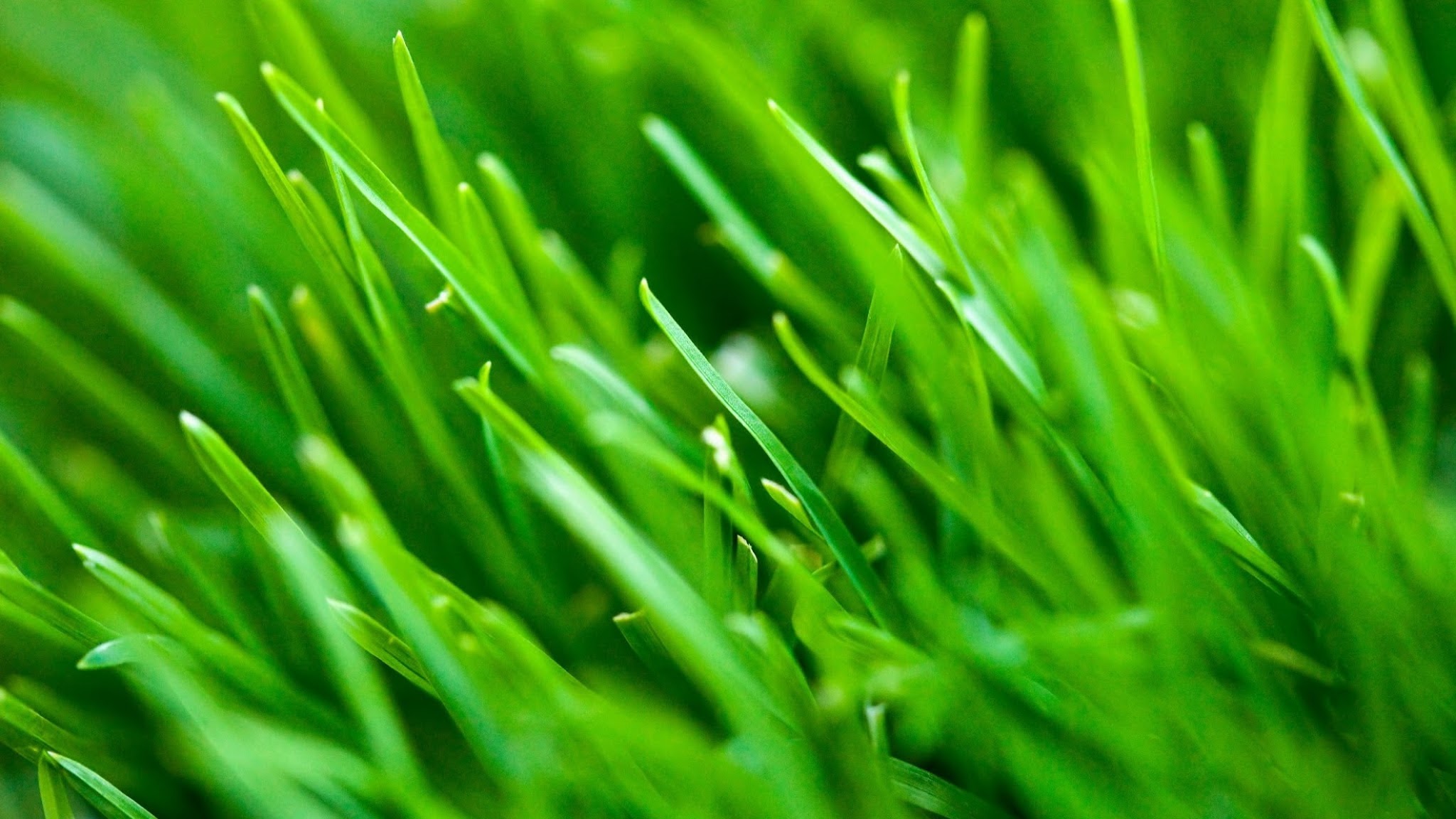 Bastien Glomot (votre expert jardin) YouTube banner