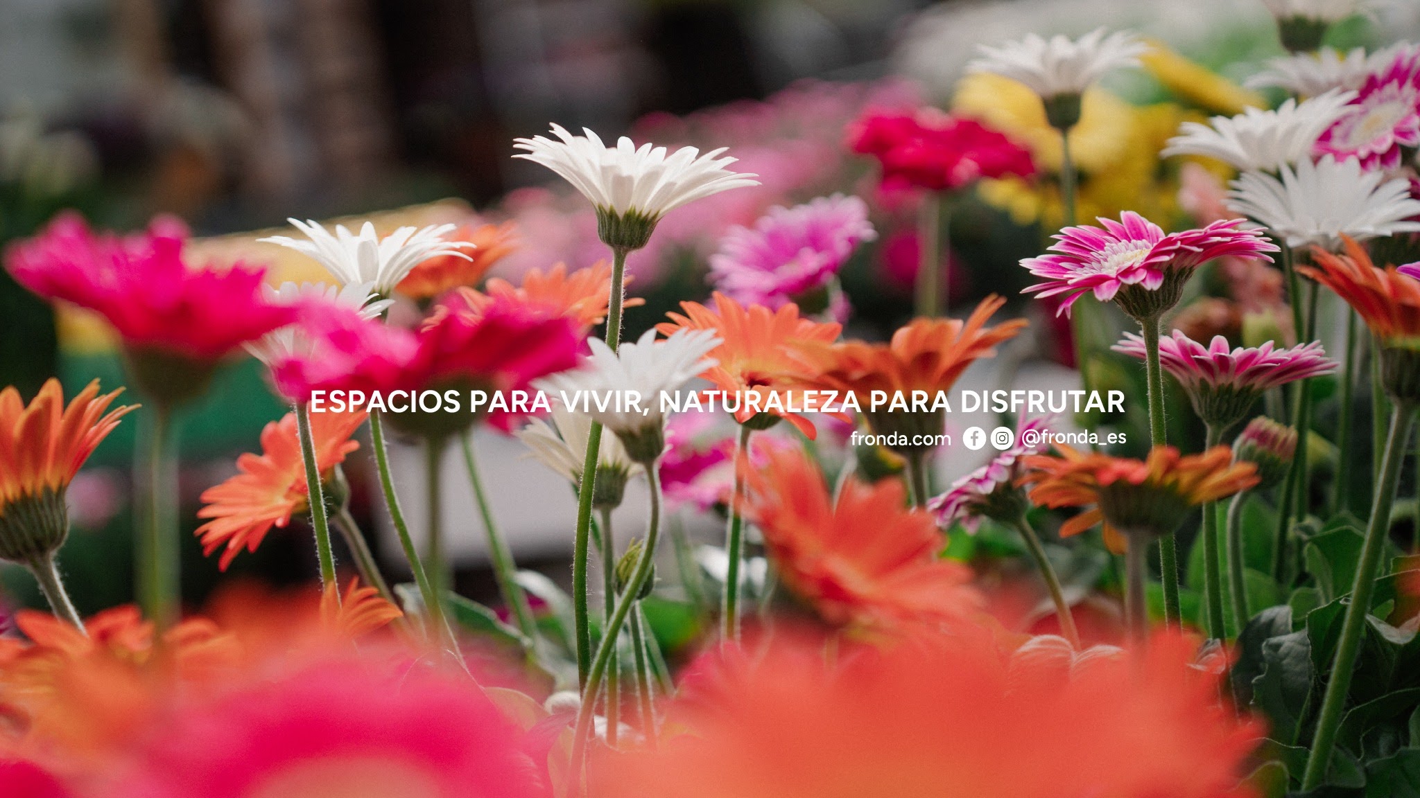 Fronda Centros de Jardineria YouTube banner