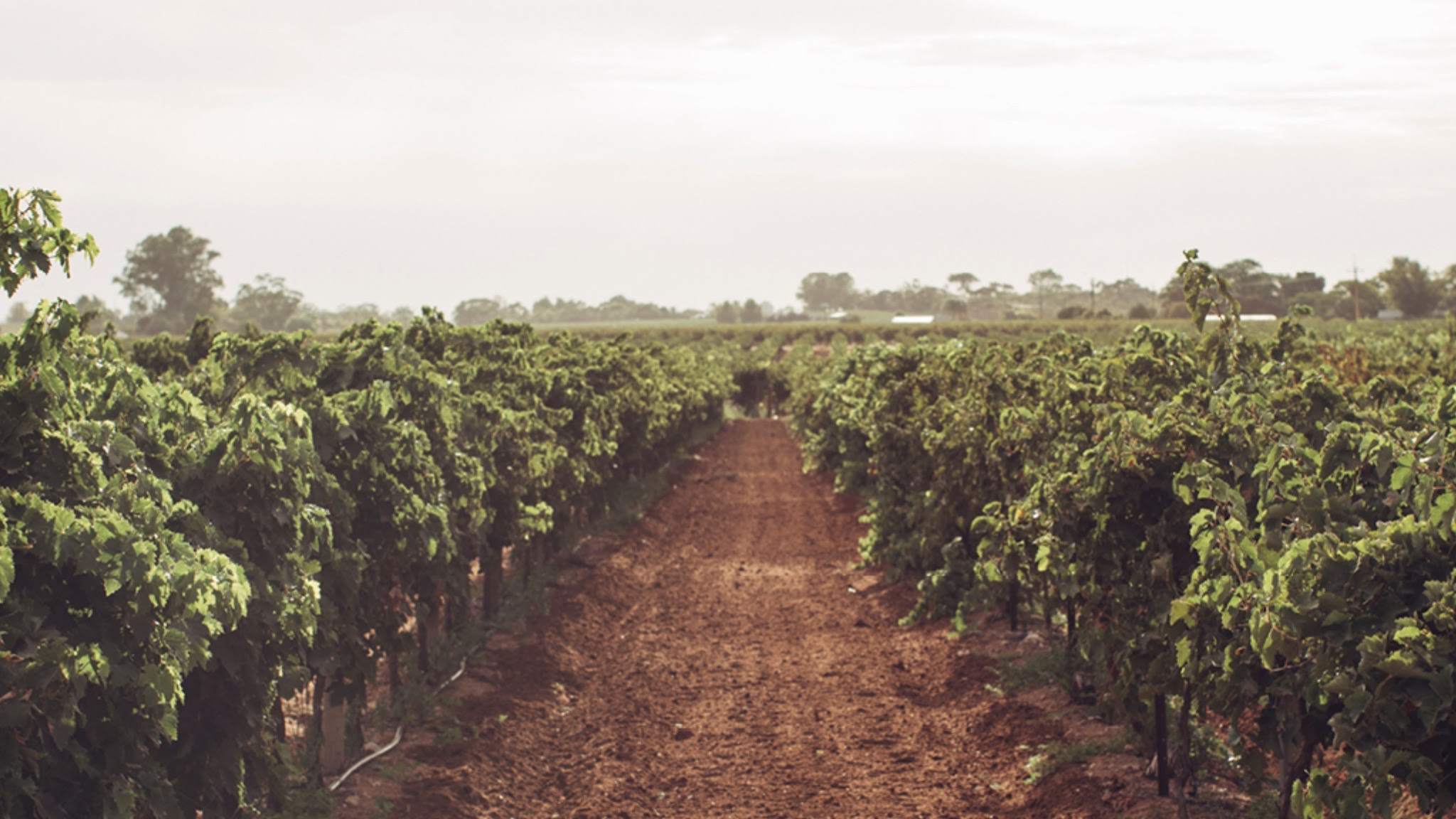 Wine Australia YouTube banner