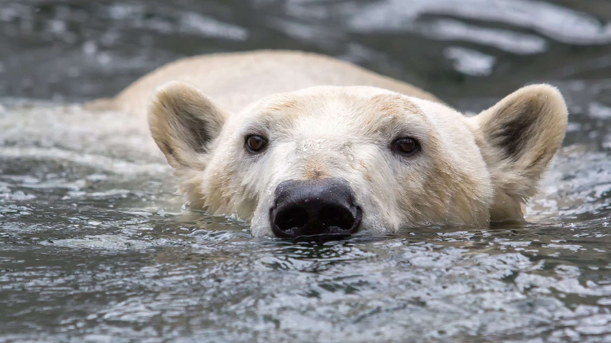 Zoo Rostock YouTube banner