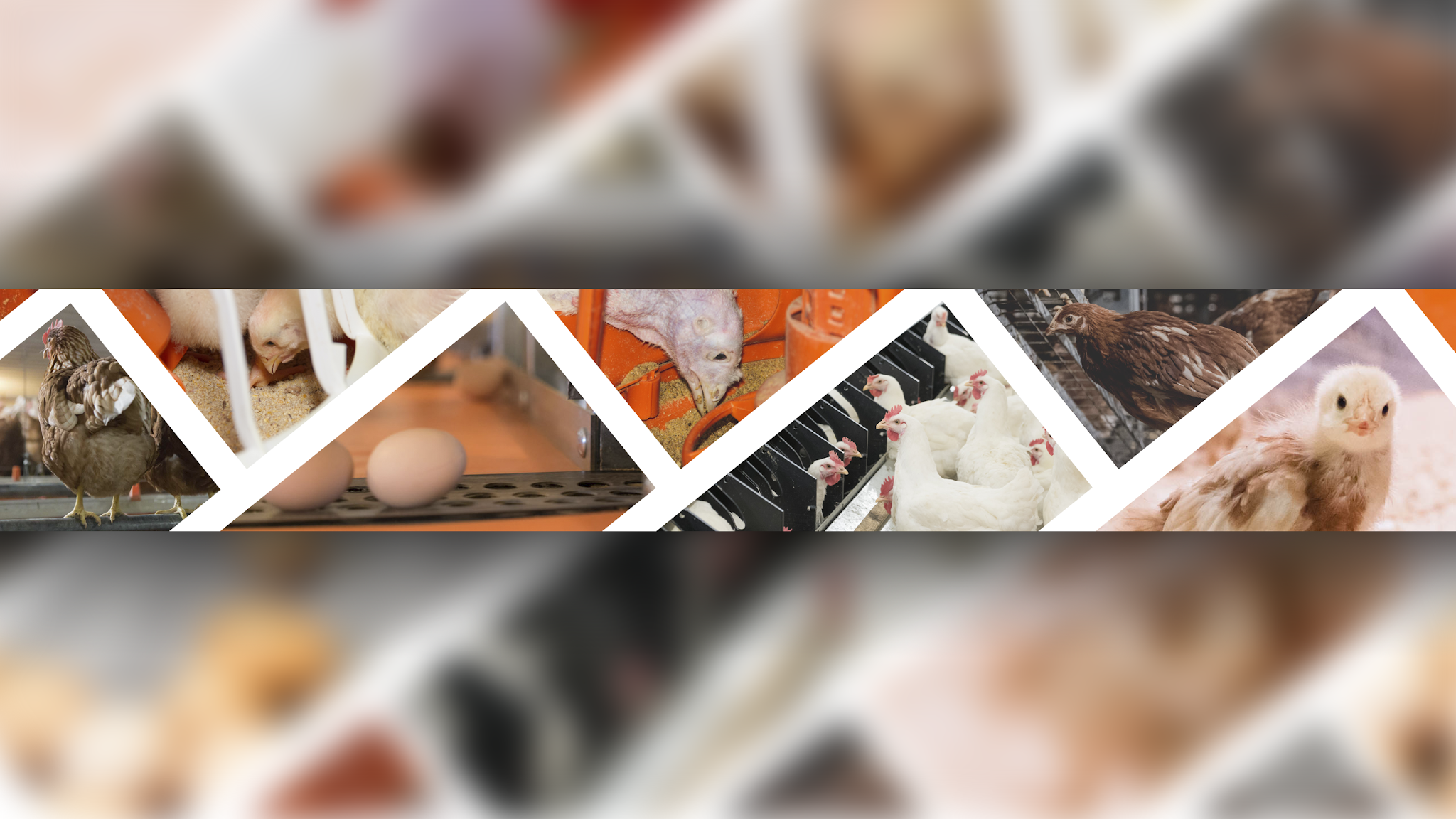 Big Dutchman North America - POULTRY YouTube banner