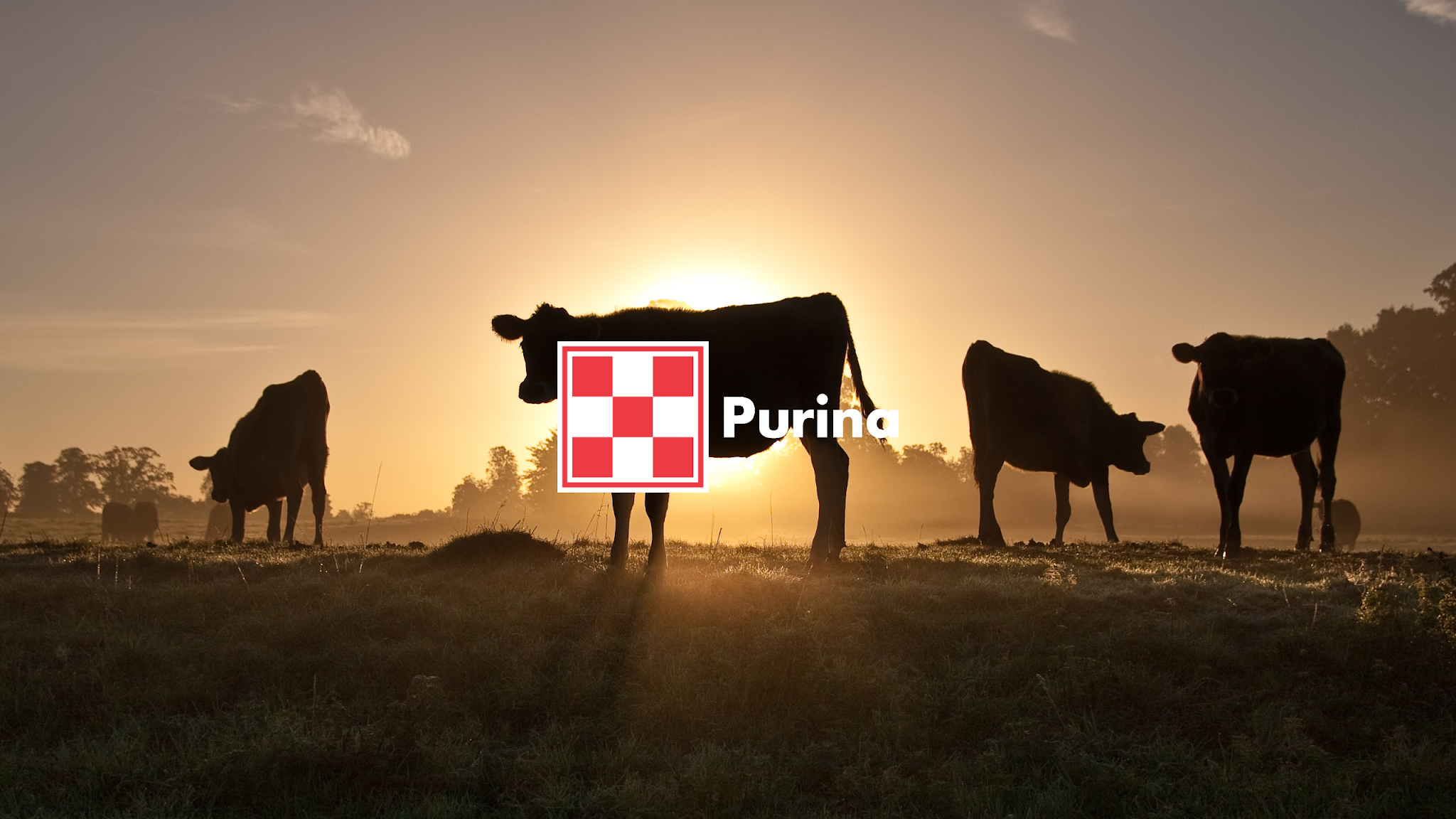 Purina Feed India YouTube banner
