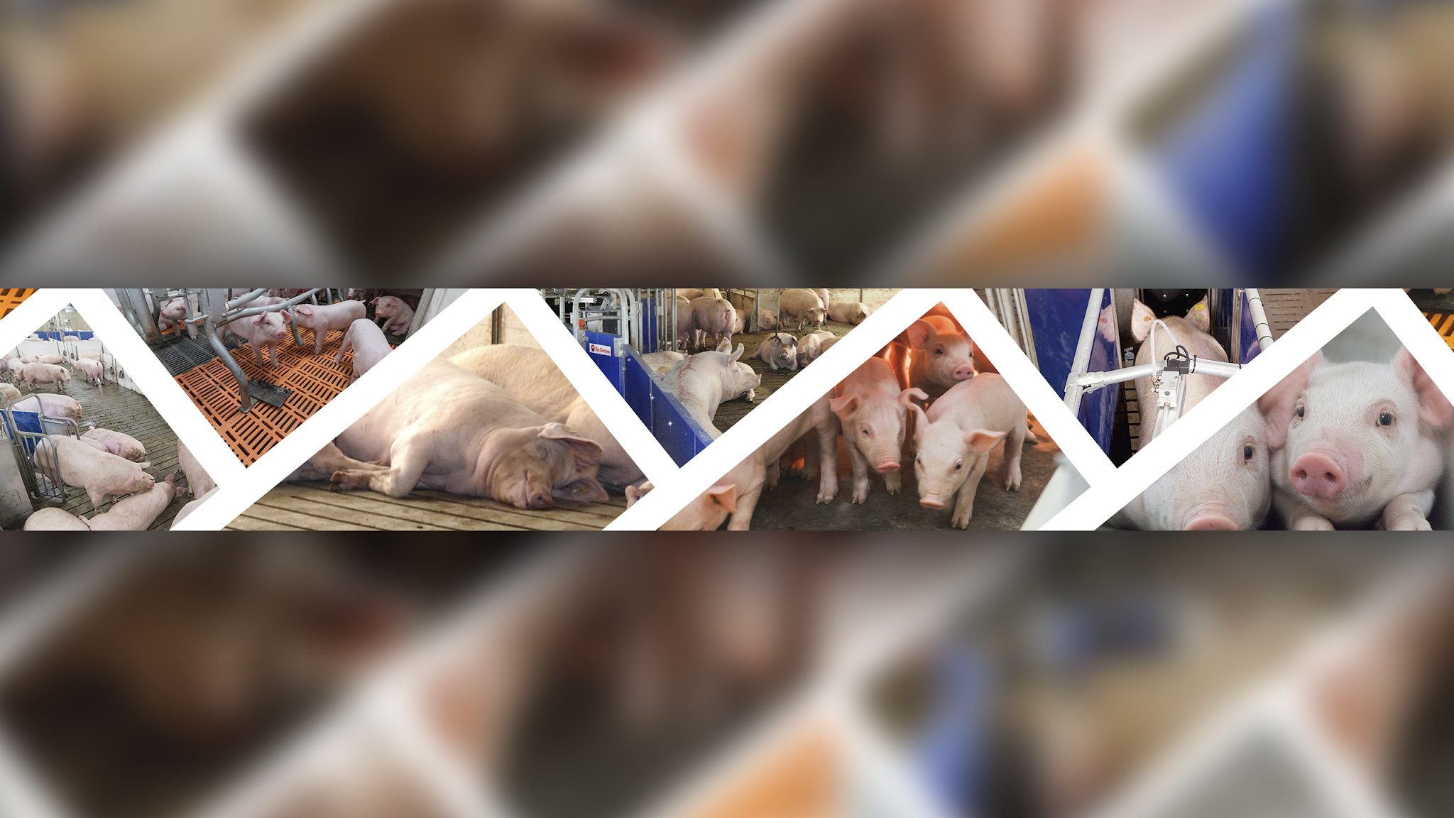 Big Dutchman North America - PIG YouTube banner