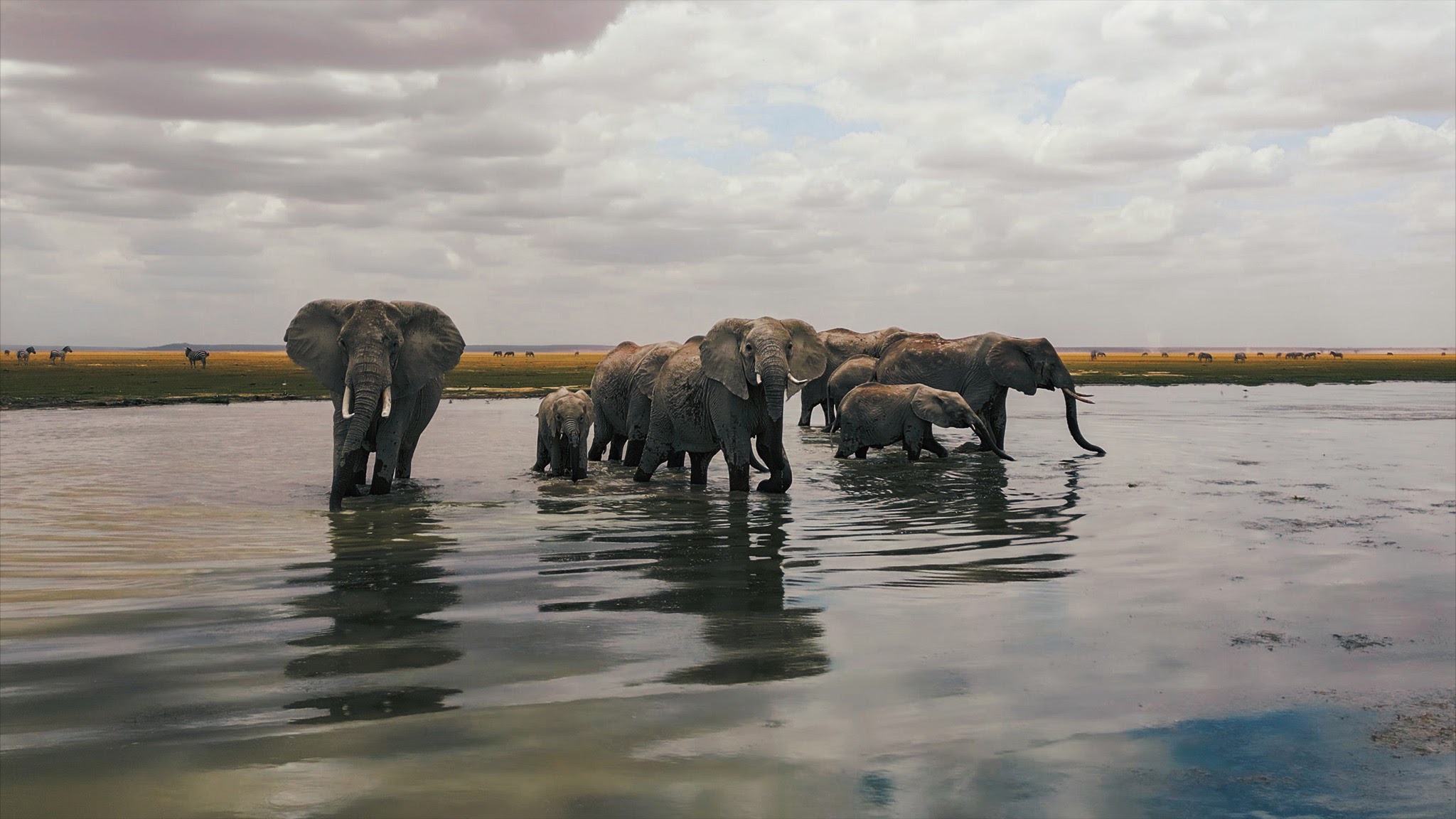 ifaw YouTube banner