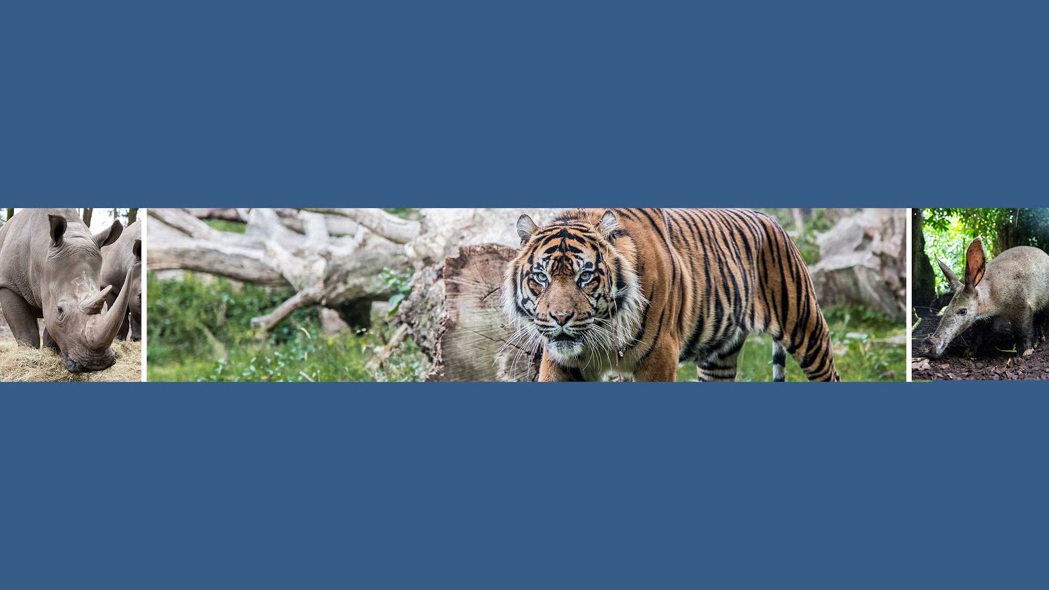 Burgers' Zoo YouTube banner
