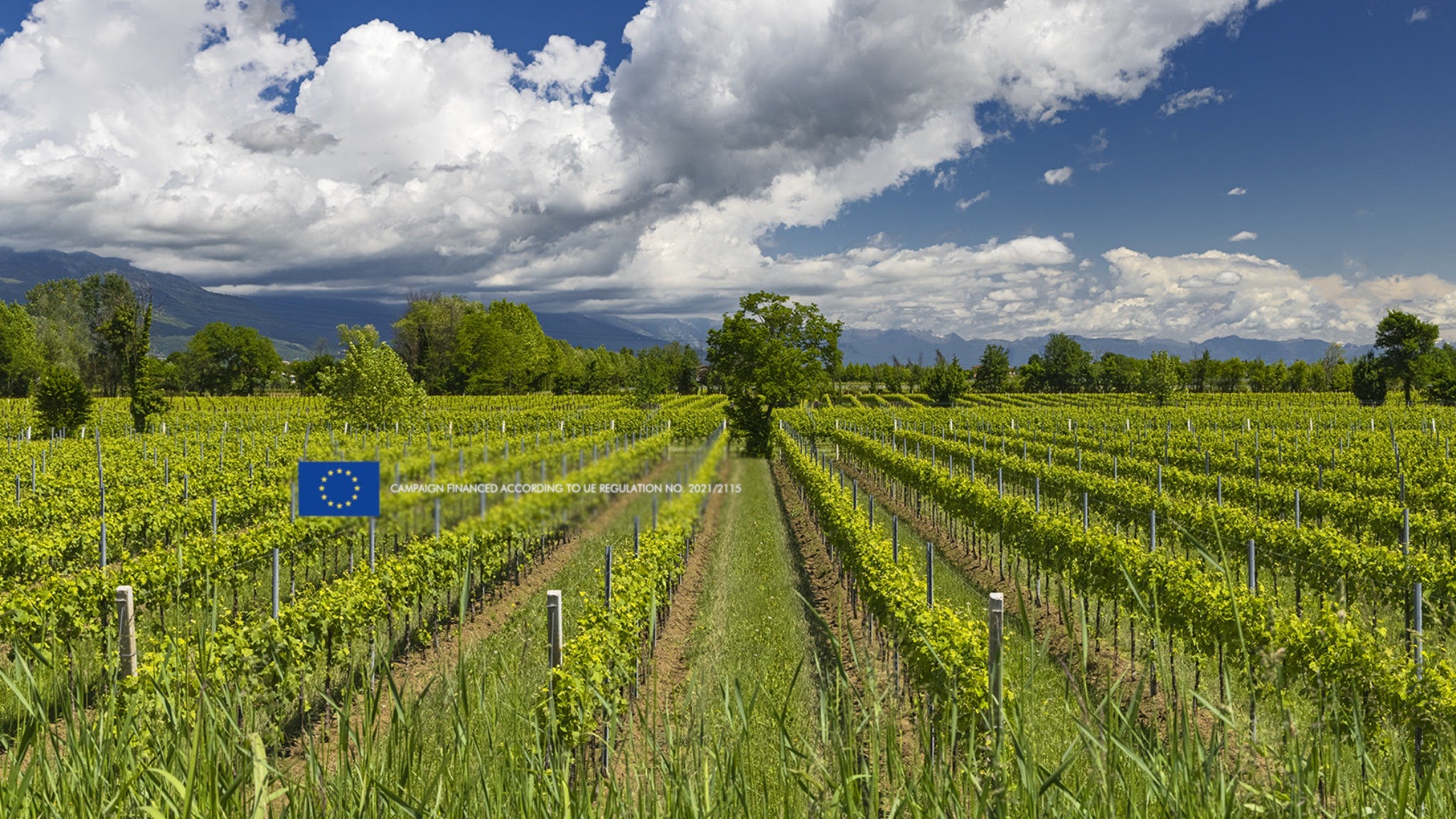 Consorzio Tutela del Prosecco DOC YouTube banner