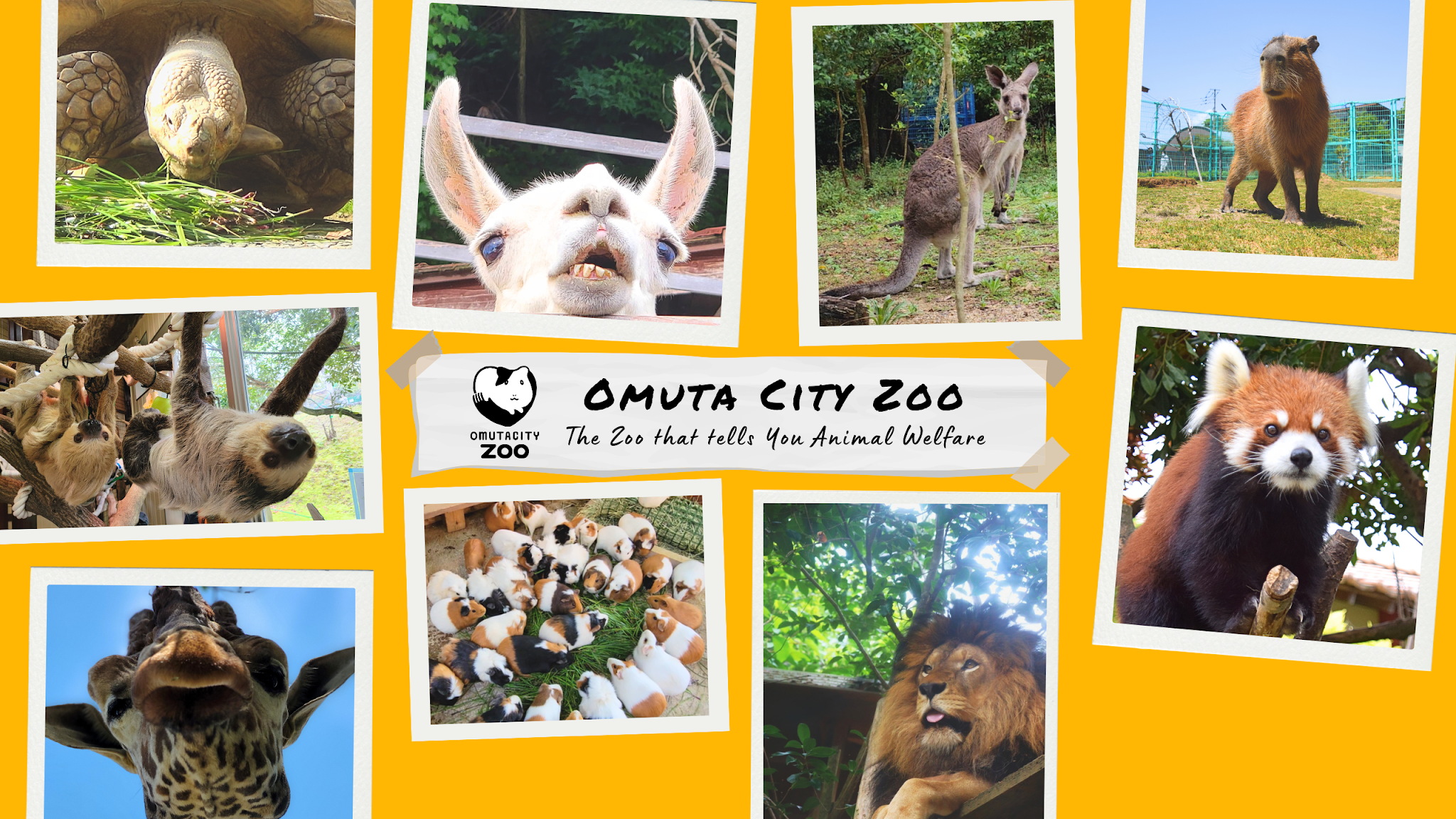 【公式】大牟田市動物園 Omuta City Zoo YouTube banner